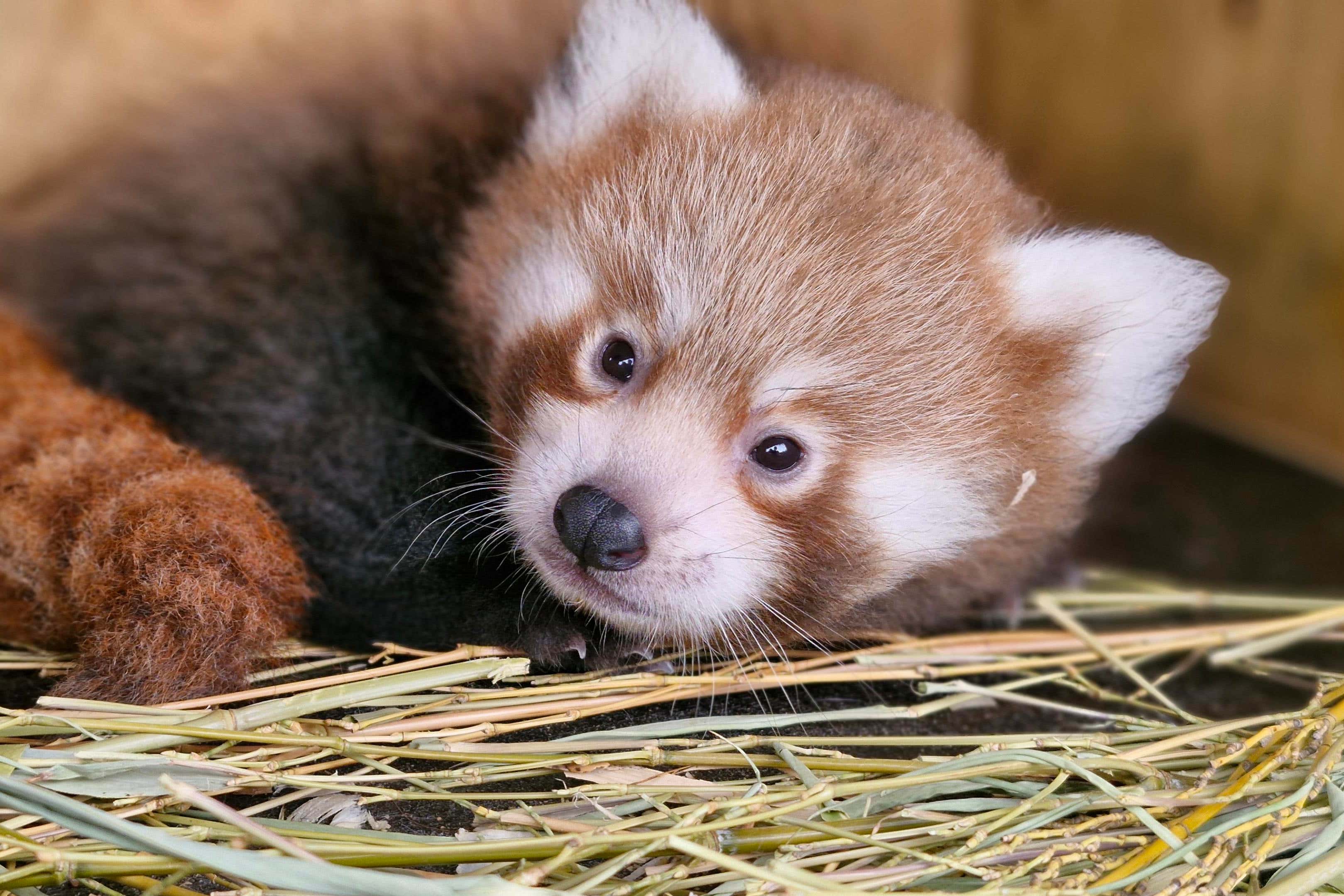 The panda has been confirmed as a baby girl (Bristol Zoo Project/PA)