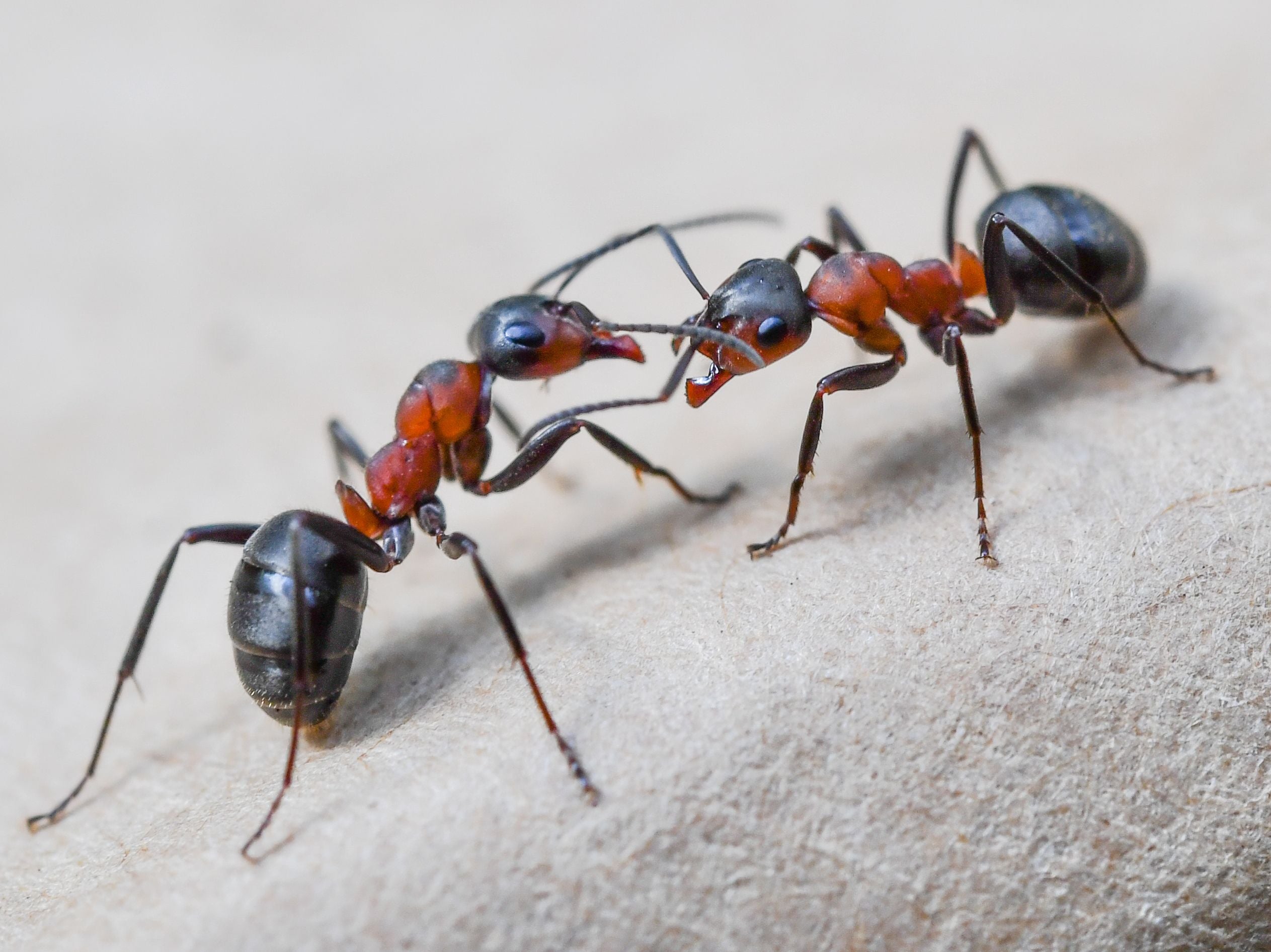 Experts are concerned about a potential rise in ant smuggling after recent staff cuts at the USDA