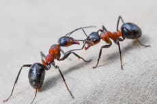 Ant smuggling into the US is out of control since Trump’s cuts – and it could have dire impacts on the country
