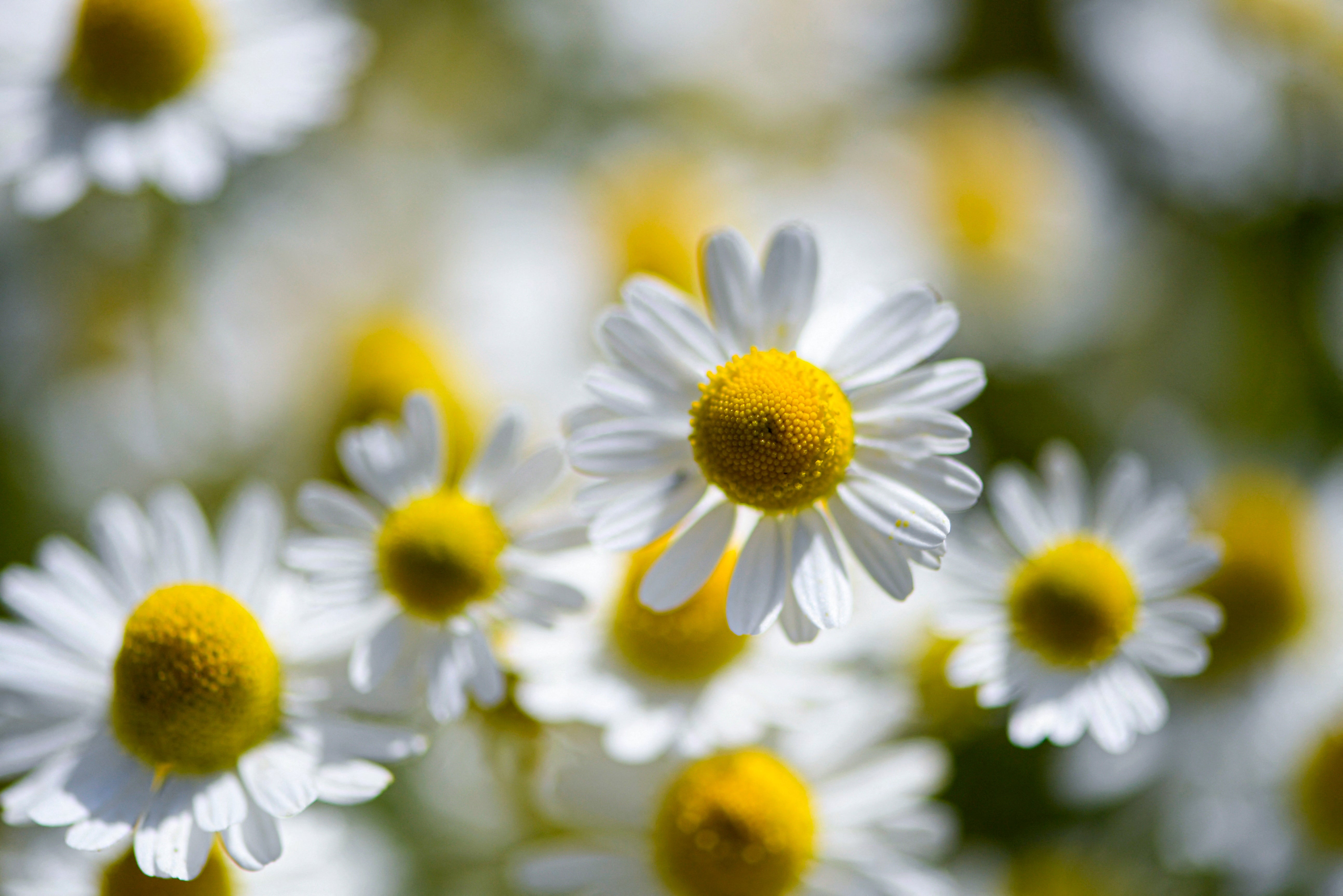 HEMAMILE BLOSSOMS v plném květu. Rostlina byla používána lékaři po tisíce let