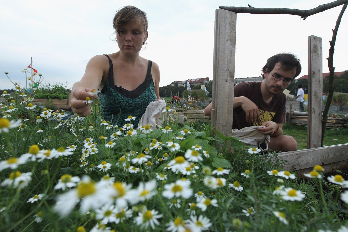 The herb that can lower your blood pressure and help you sleep The herb that can lower your blood pressure and help you sleep
