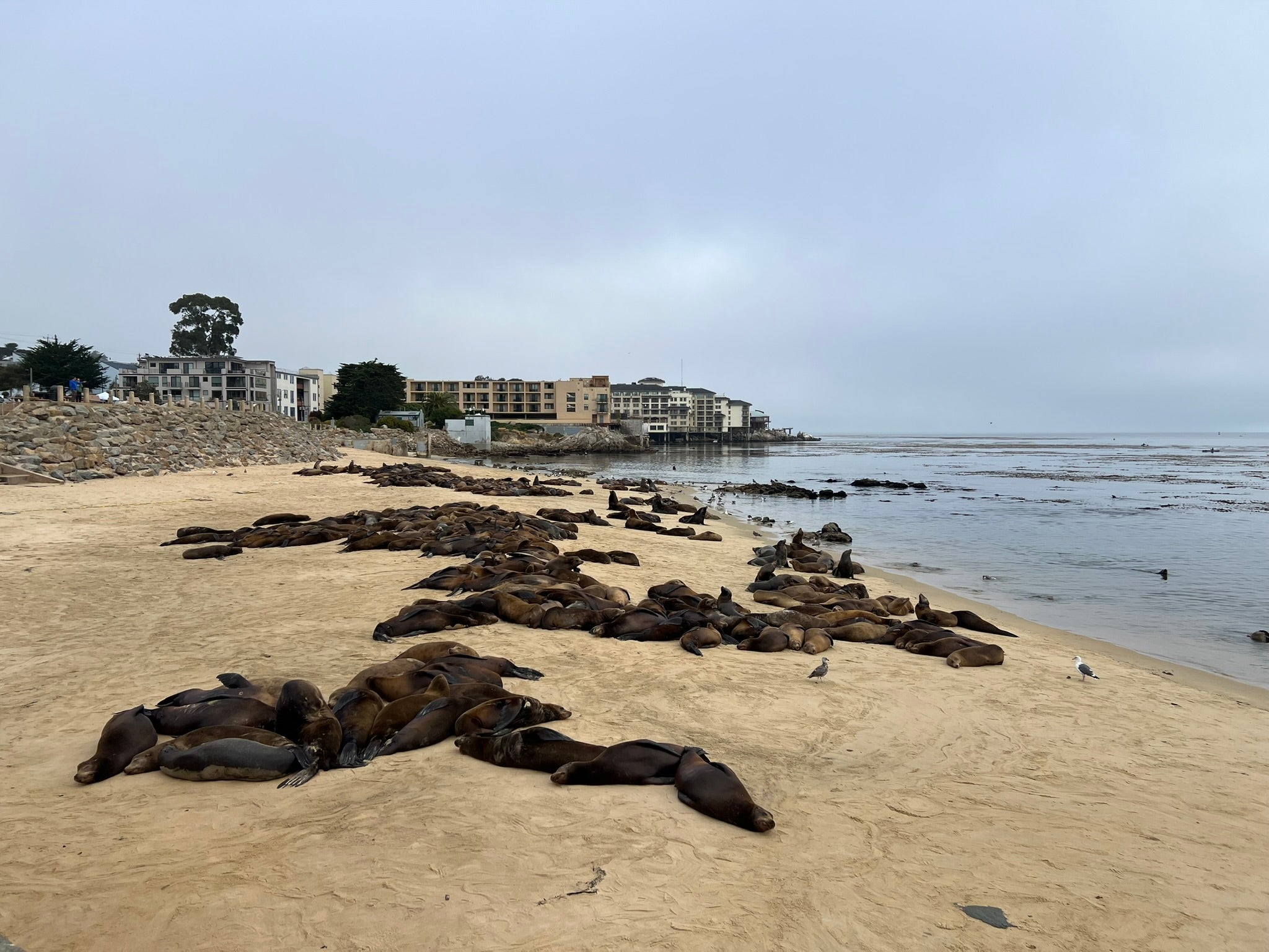 Dozens, sometimes hundreds, of sea lions have annually taken over San Carlos Beach in Monterey, California, in recent years