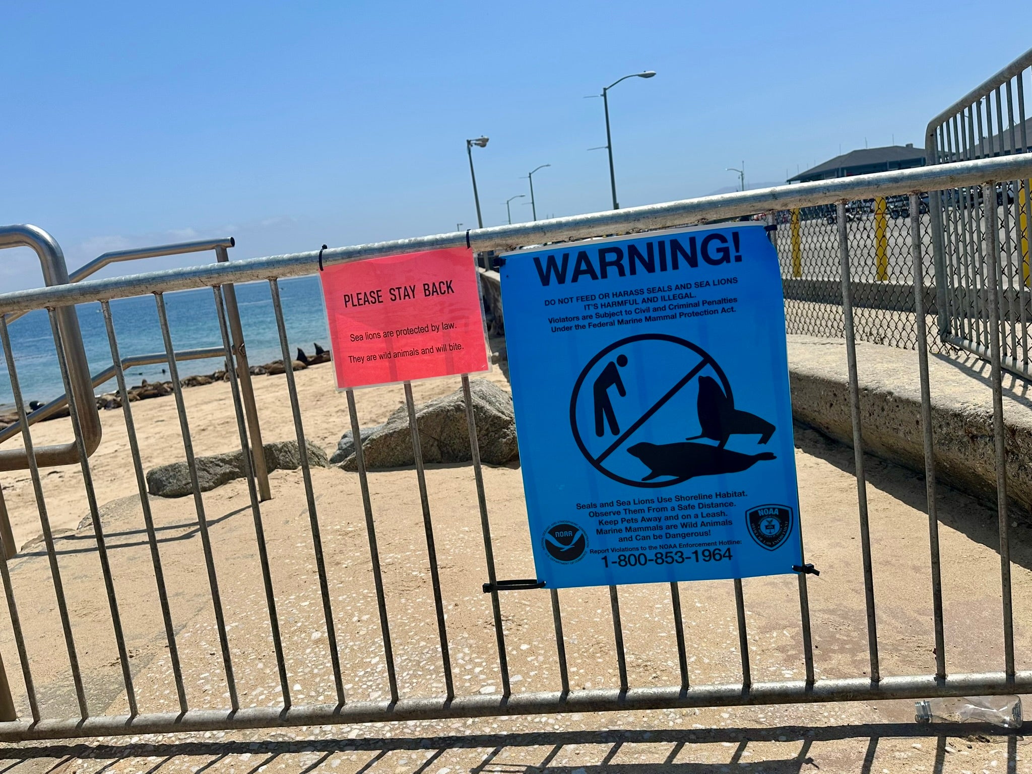 Spectators should stay at least 150 feet away from the sea lions and are reminded that messing with them could result in legal consequences