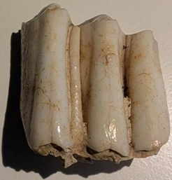 Researchers have now used isotope analysis on the cow’s third molar tooth for clues about the animal’s diet, environment and movement