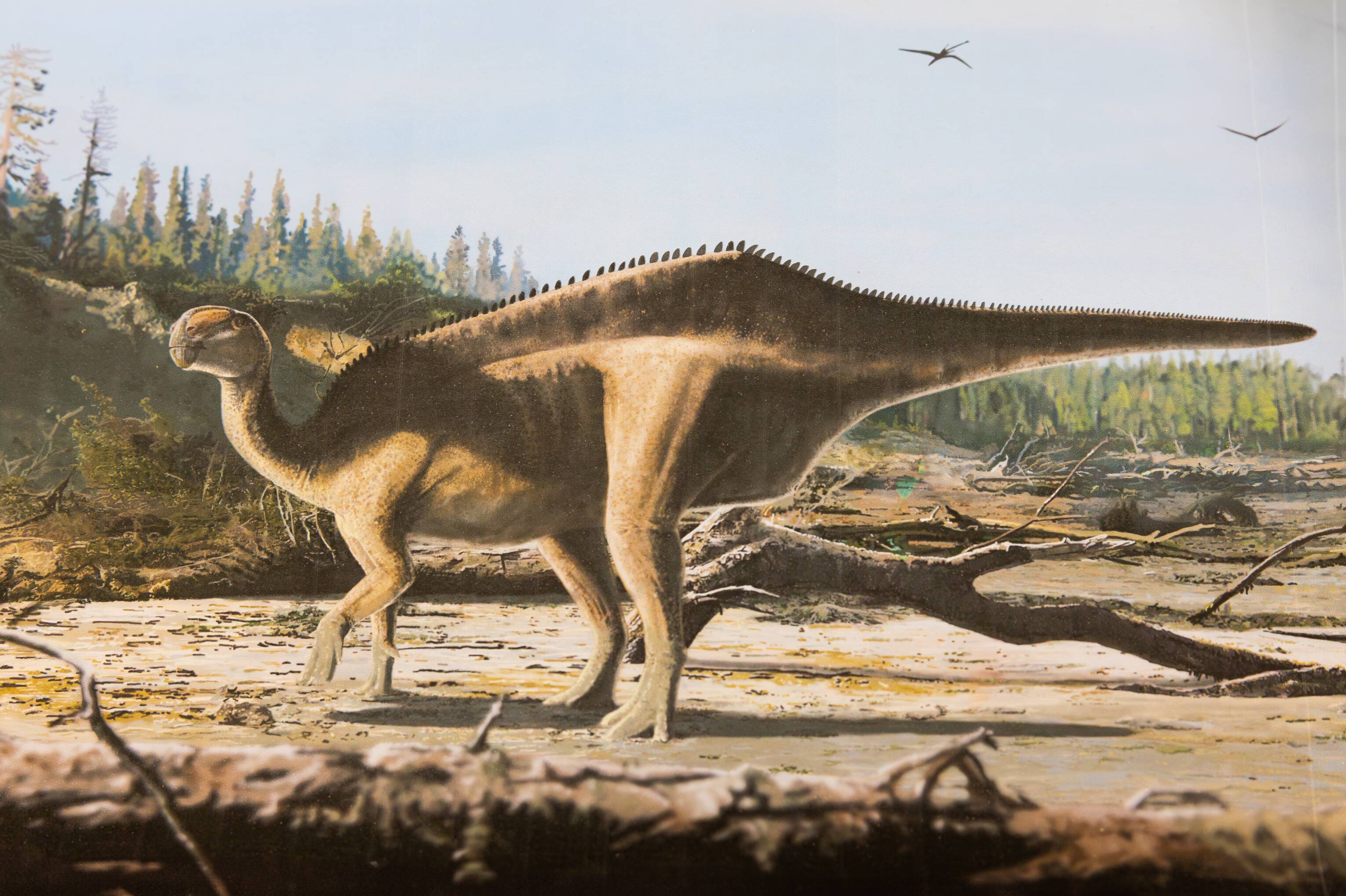 Artist’s impression of an Istiorachis macaruthurae (James Brown/PA)