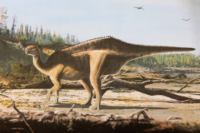<p>An artist’s impression of an Istiorachis macaruthurae (James Brown/PA)</p>