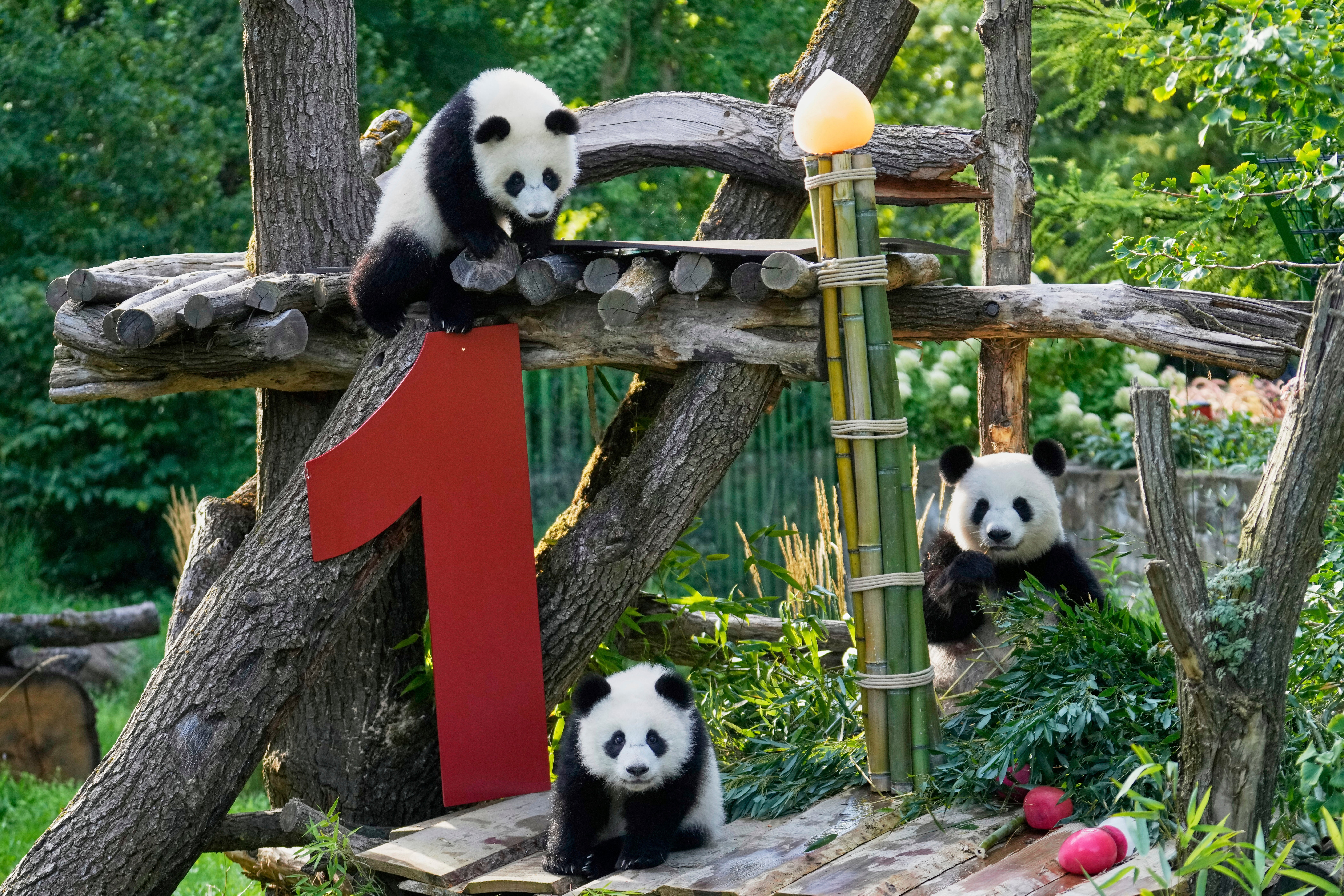 Germany Giant Pandas