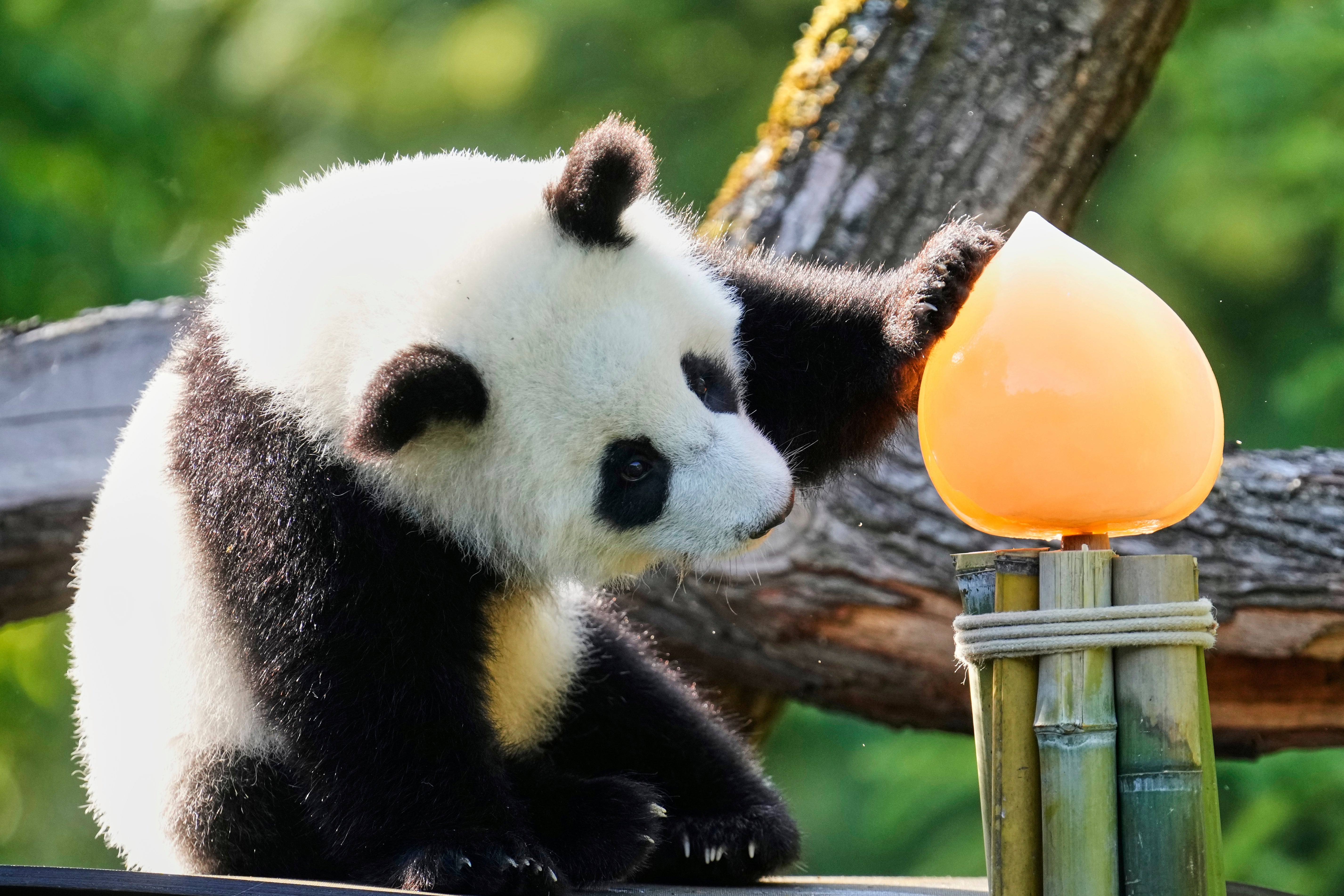 Germany Giant Pandas