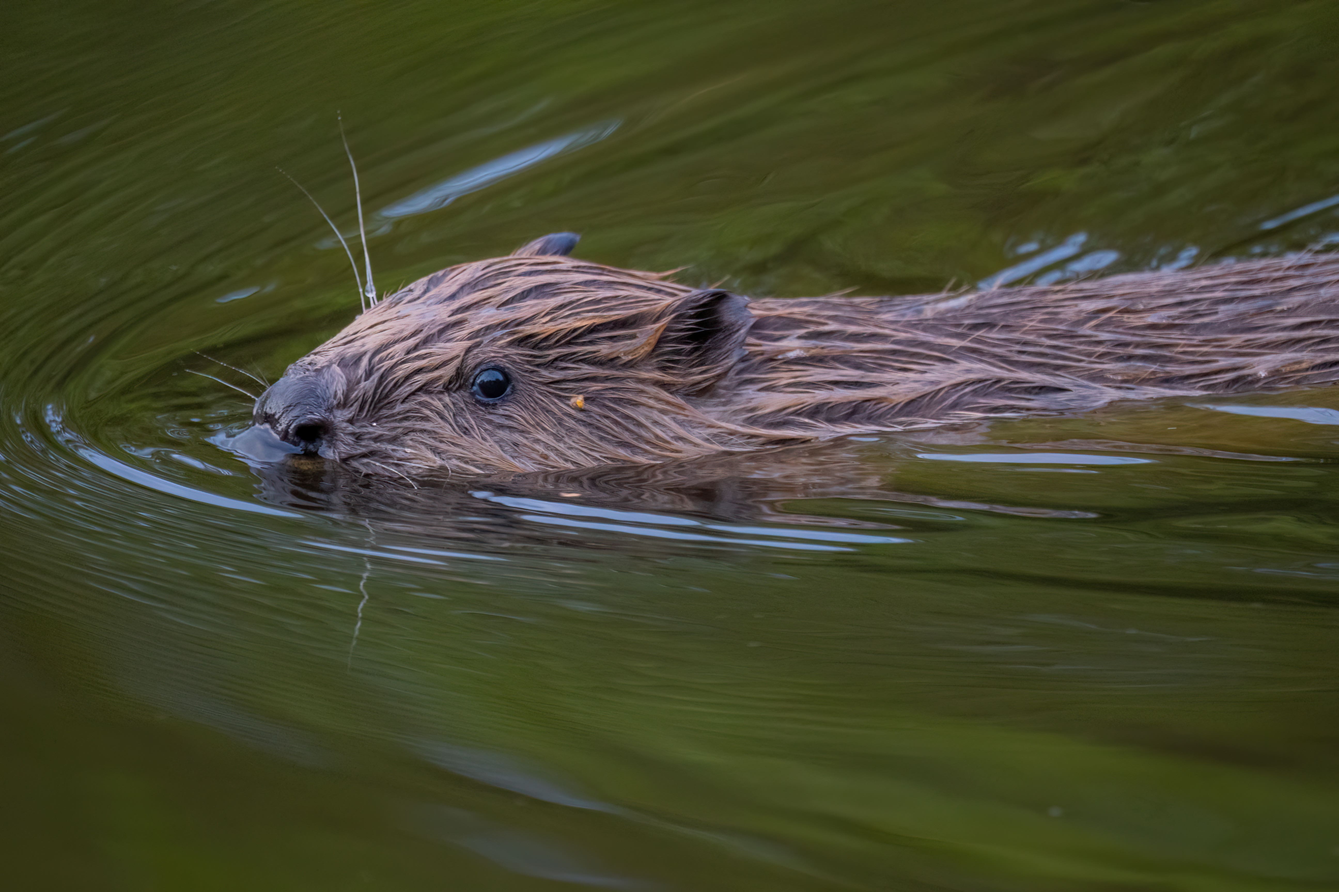 Six beaver families will be released in the area (PA)