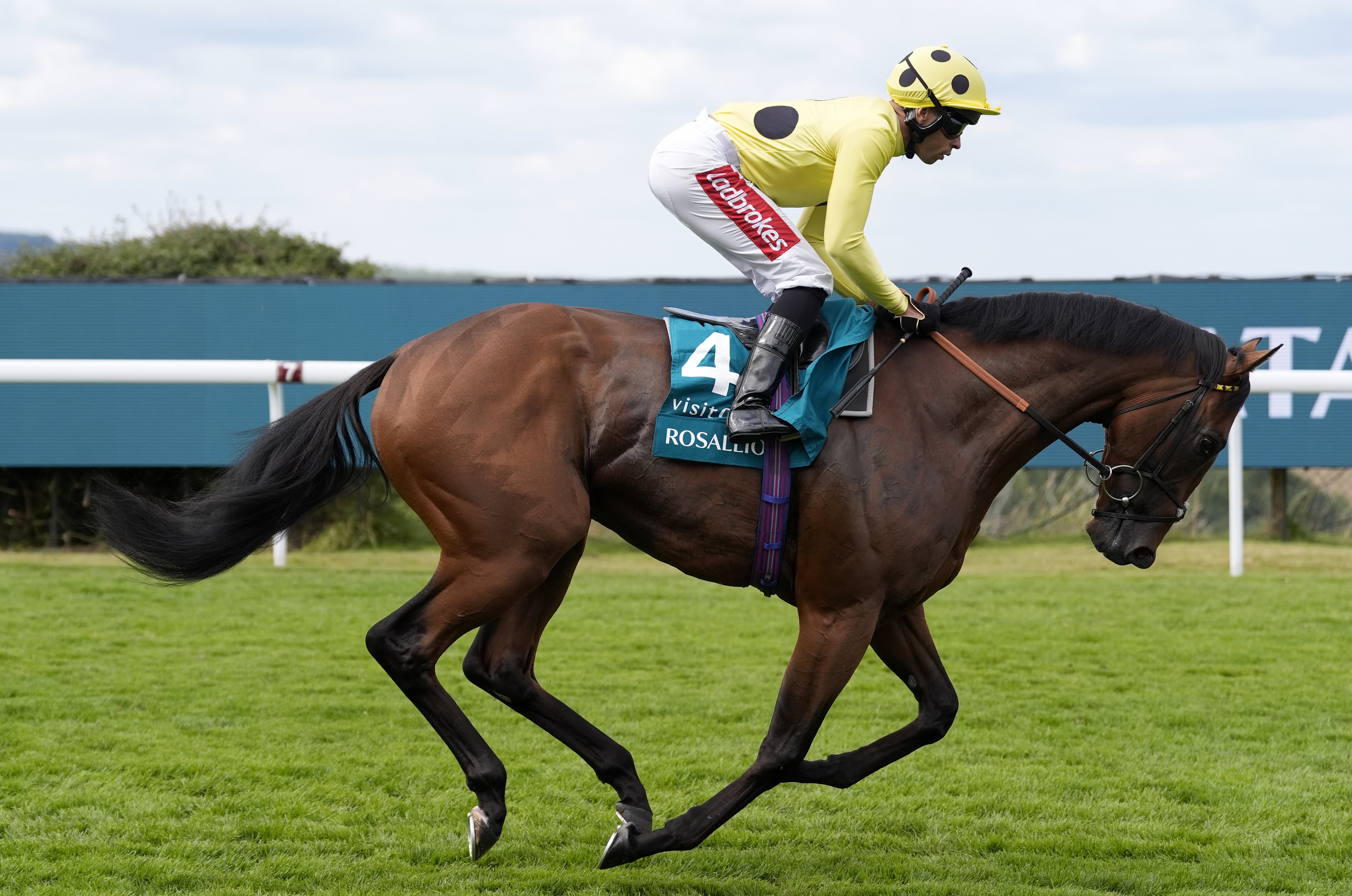 <p>Rosallion is one of our tips at York</p>