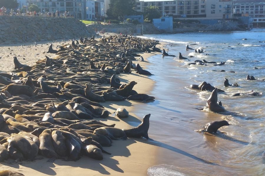Dozens, sometimes hundreds, of sea lions have annually taken over San Carlos Beach in Monterey, California, in recent years