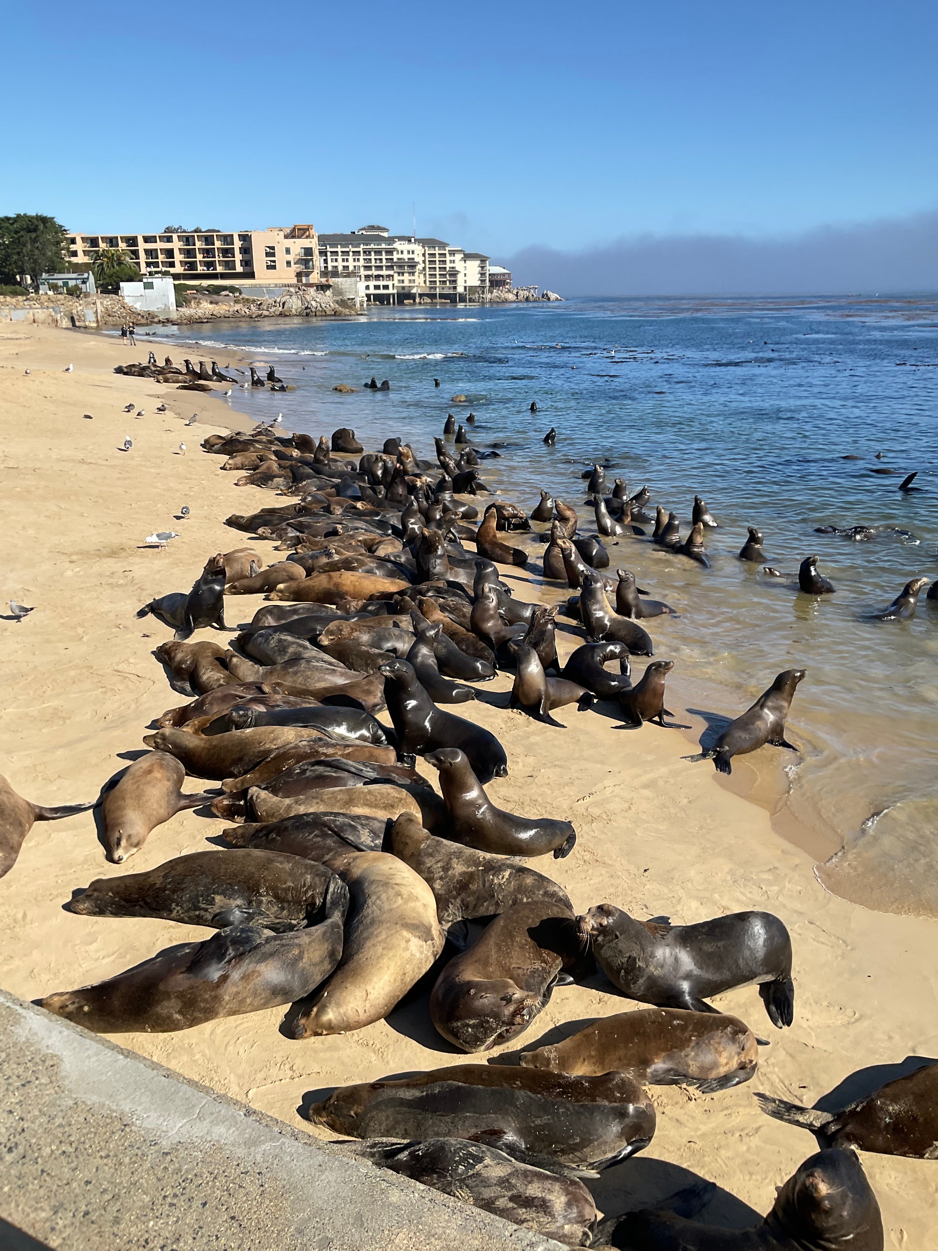 A City of Monterey spokesperson told The Independent on Thursday afternoon that around 60 or 70 sea lions were on San Carlos Beach