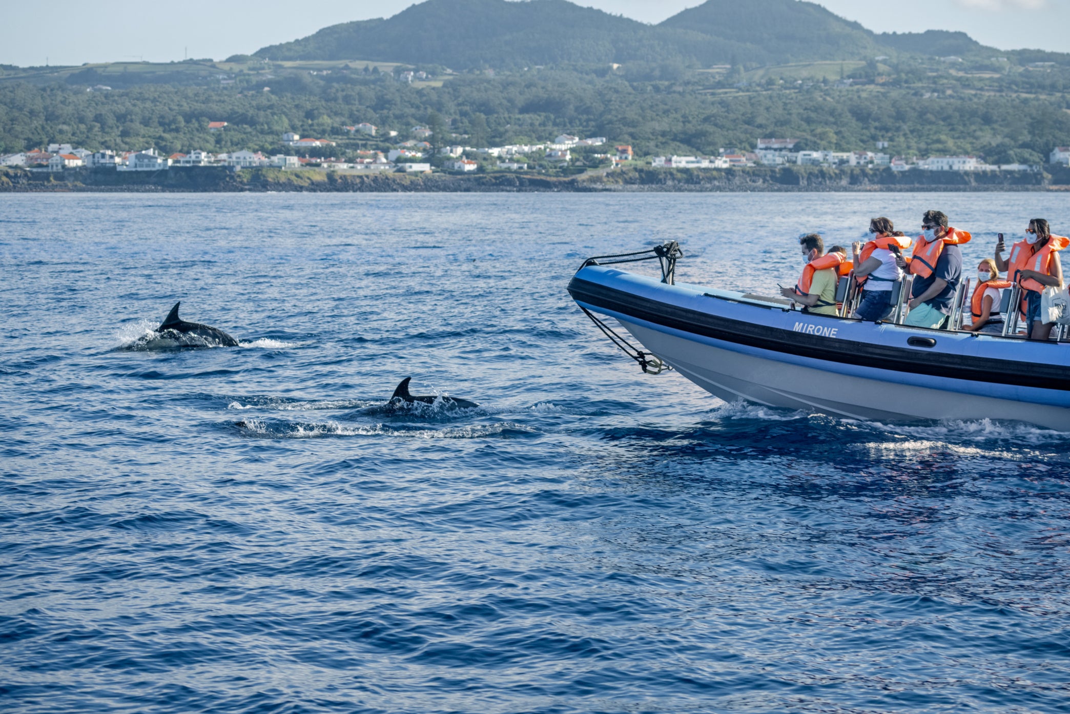 Dolphins follow a whale-watching boat near Ponta Delgada on the Azorean Island San Miguel