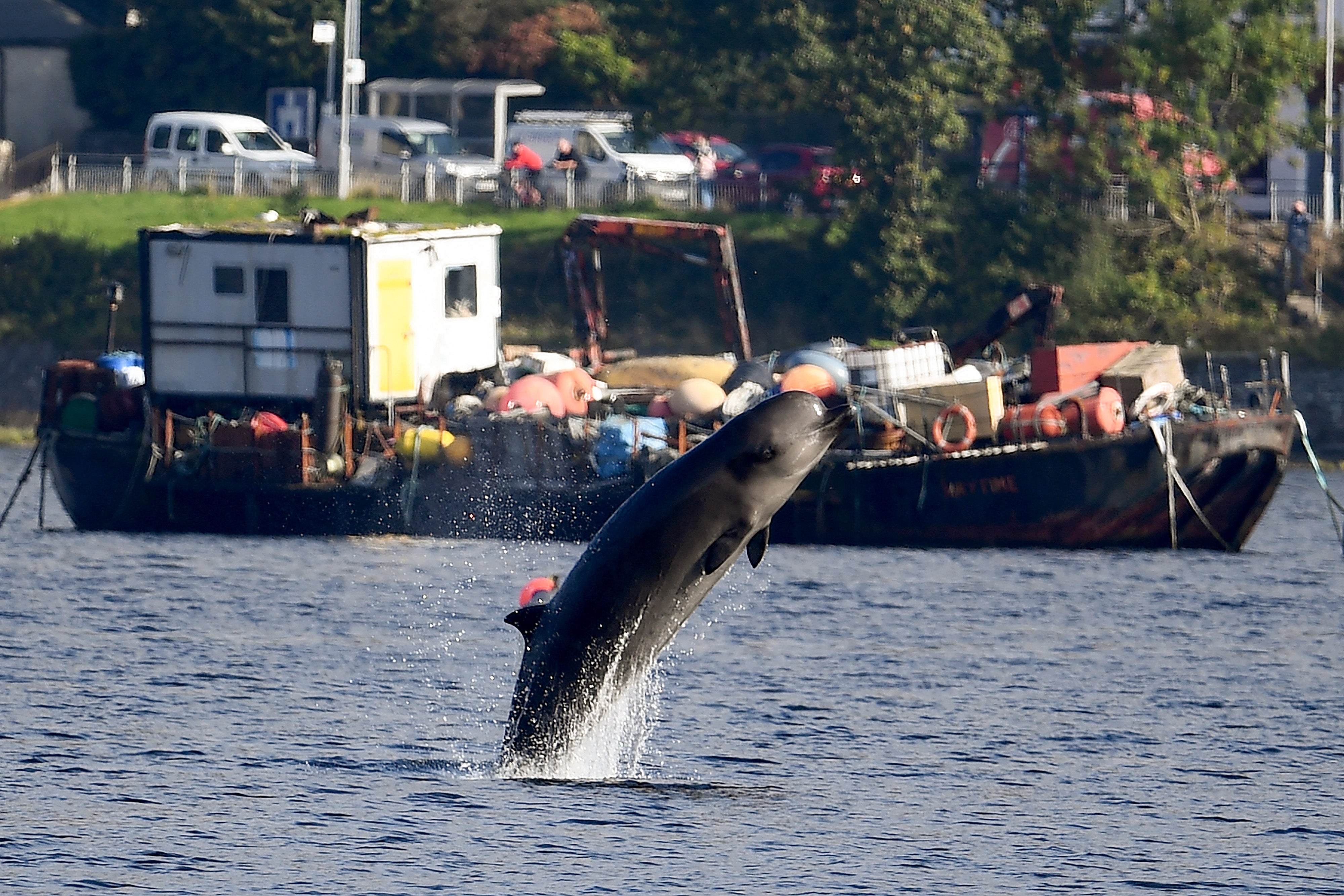 Northern Bottlenose whale swims near Garelochhead, Argyll and Bute