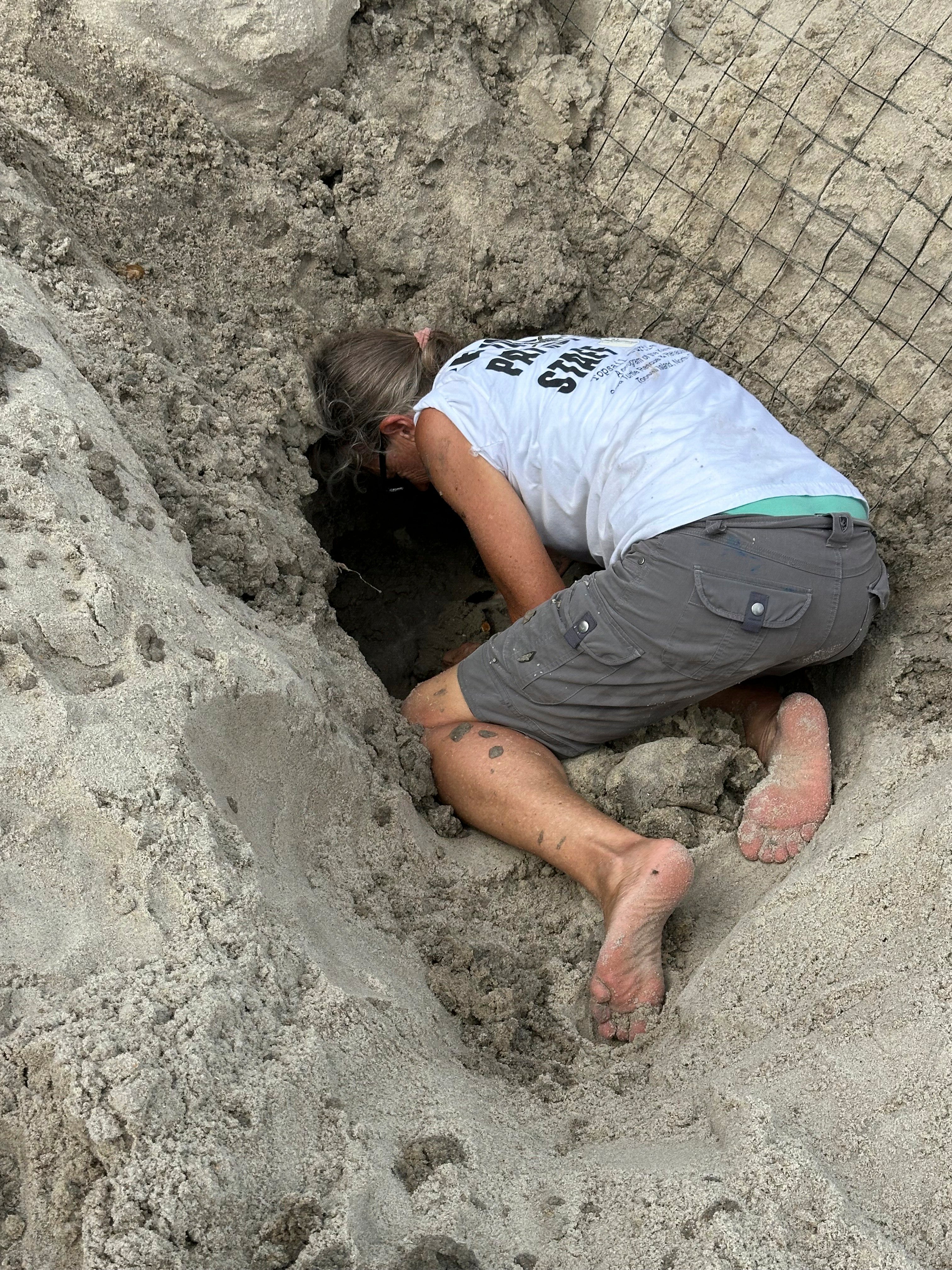 Sea Turtle Nests Hurricane Erin