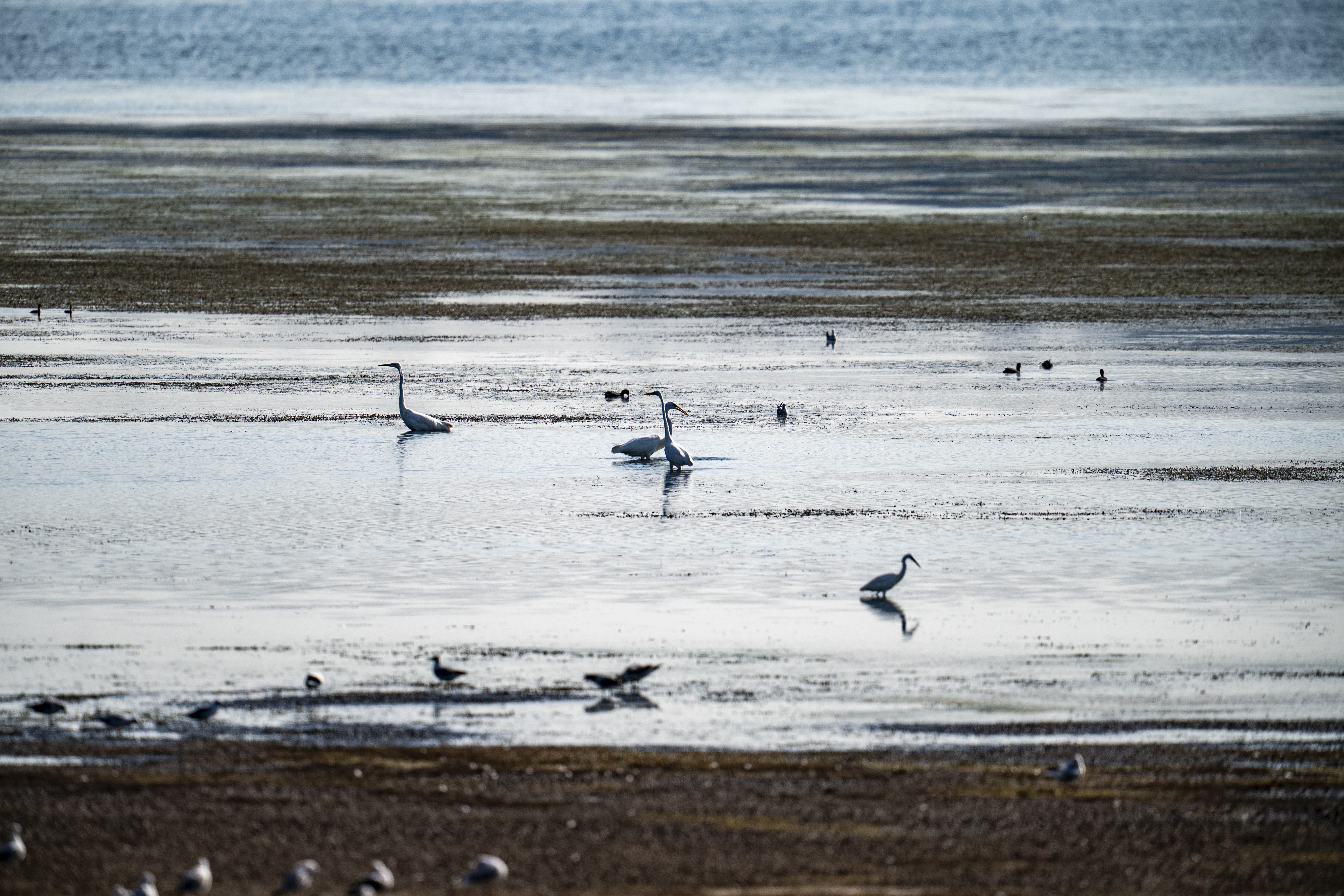 Birds wade around the tide line as water levels and the parched lake bed is exposed at Chew Valley Lake, North Somerset (Ben Birchall/PA)