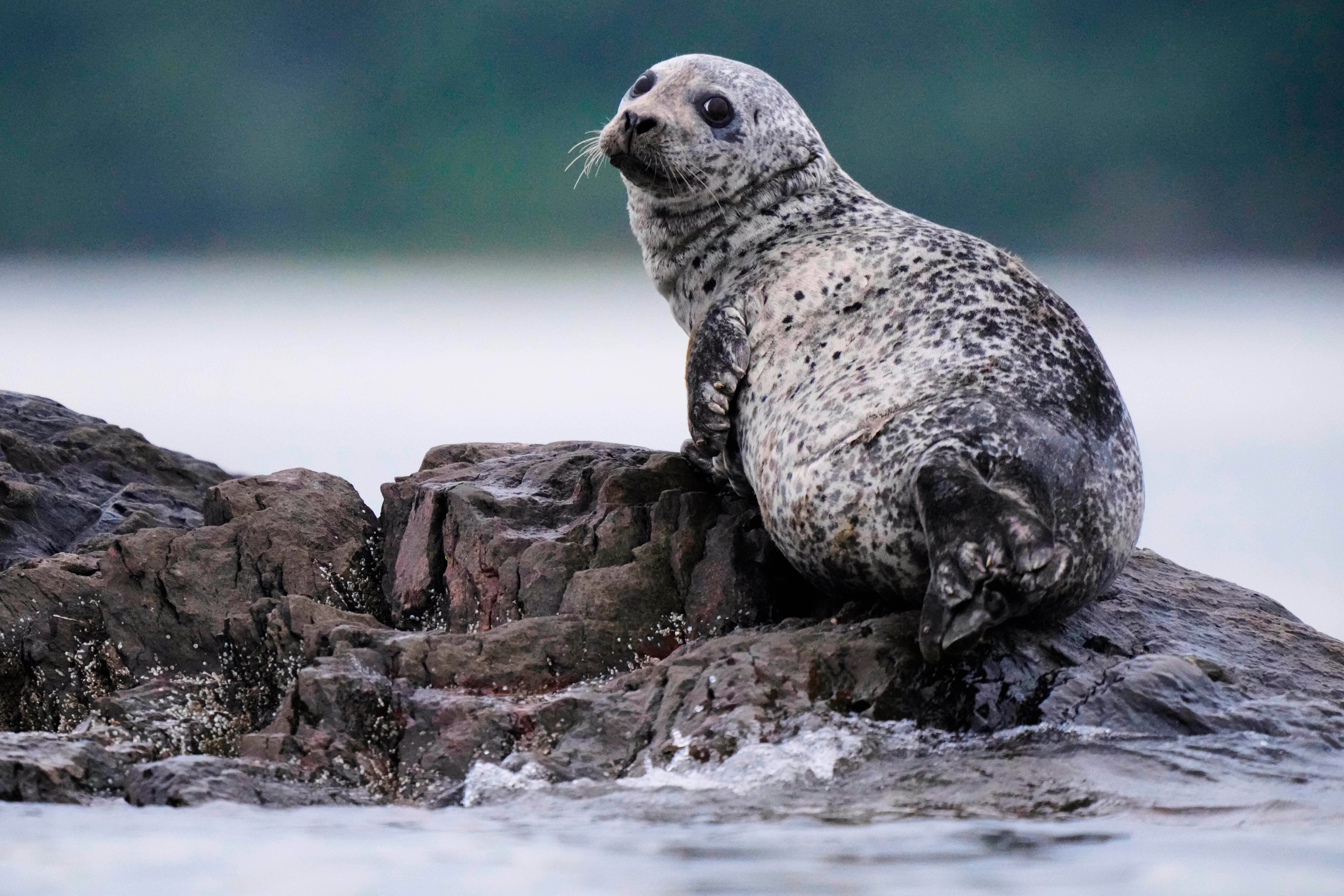 A harbor seal, a species favored by white sharks, rests on a small island Wednesday, Aug. 20, 2025, off of Portland, Maine. (AP Photo/Robert F. Bukaty)