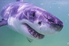 Acidic oceans are weakening shark teeth, scientists warn