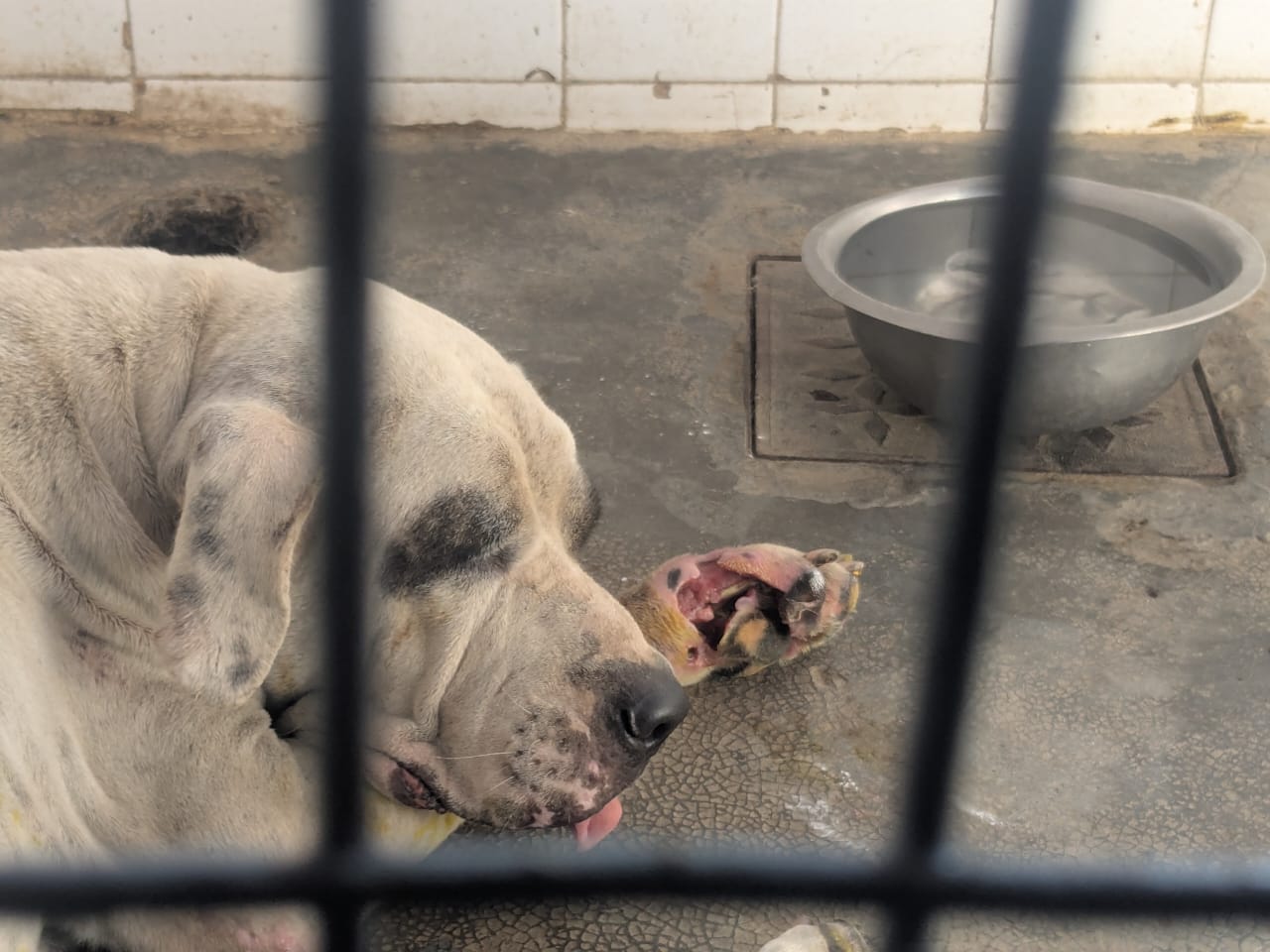 A pit bull was found abandoned outside a dog shelter, an injury to his foot infested with maggots