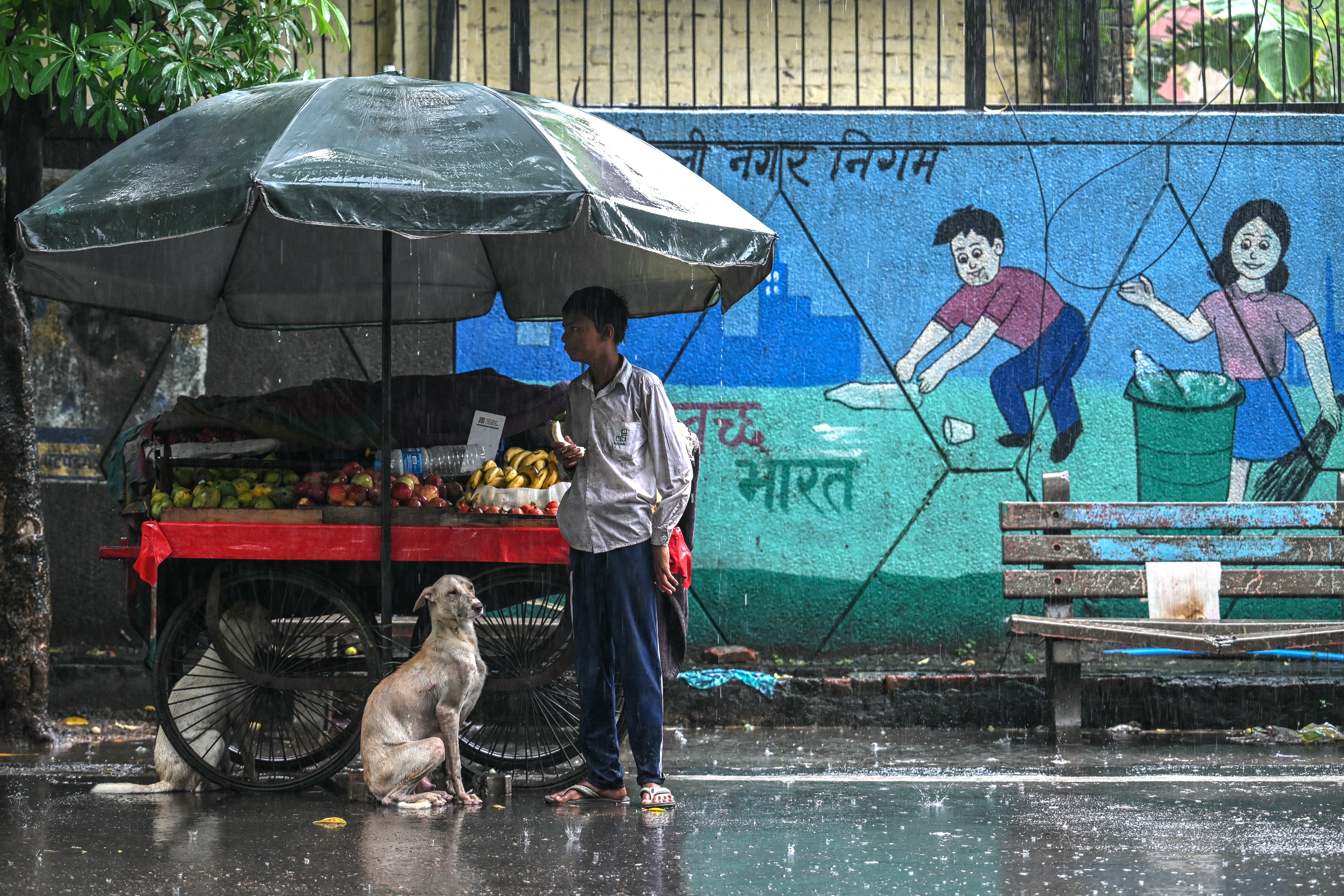 Stray dogs take shelter under a fruit cart in New Delhi on 14 August