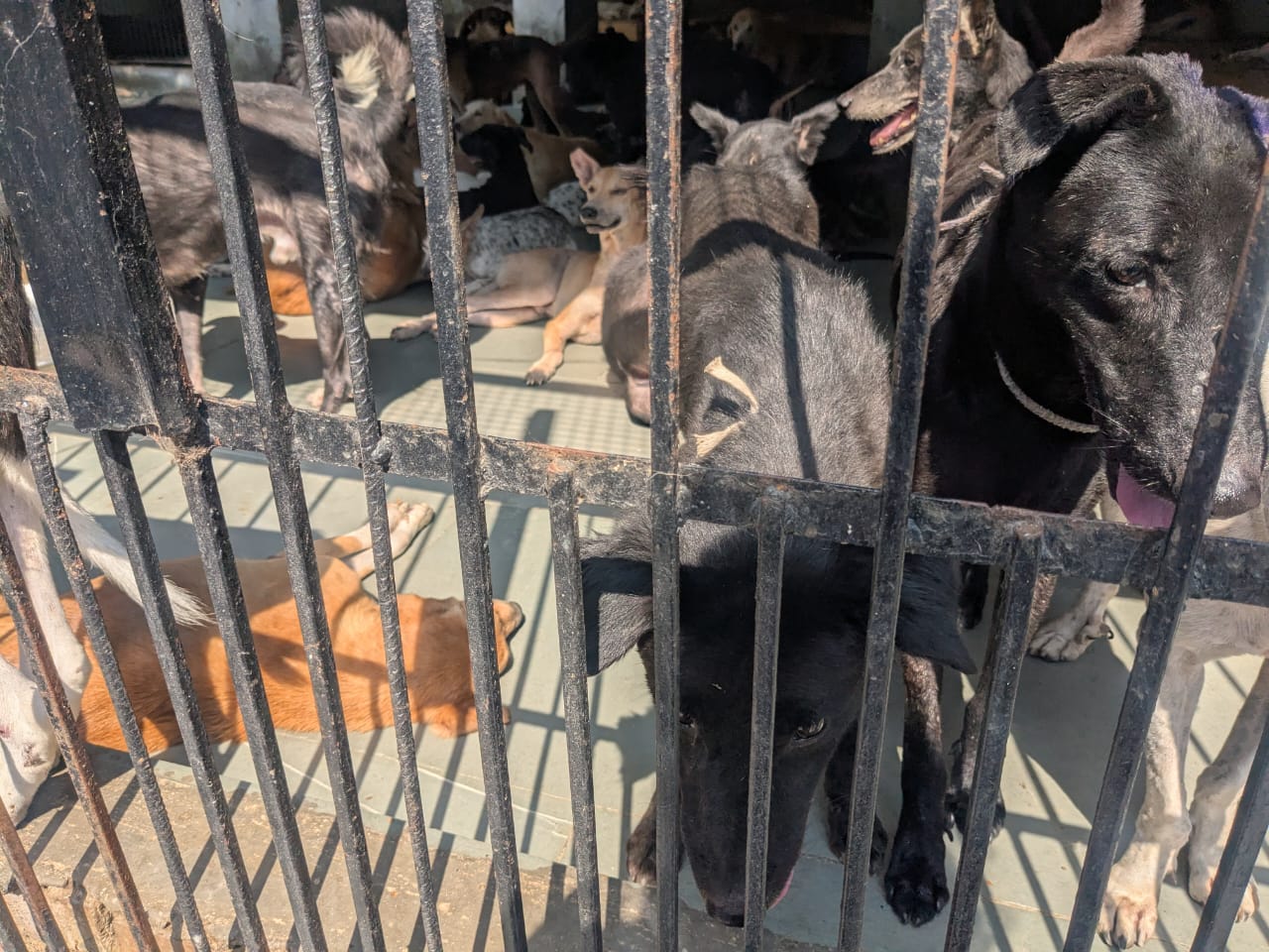 Dogs inside a crowded shelter in west Delhi