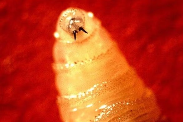 The screwworm is a larva of a type of fly