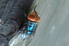 Flesh-eating screwworm that has threatened US cattle has now been found in a person