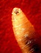 Deadly flesh-eating screwworm found infecting person in US for first time in years