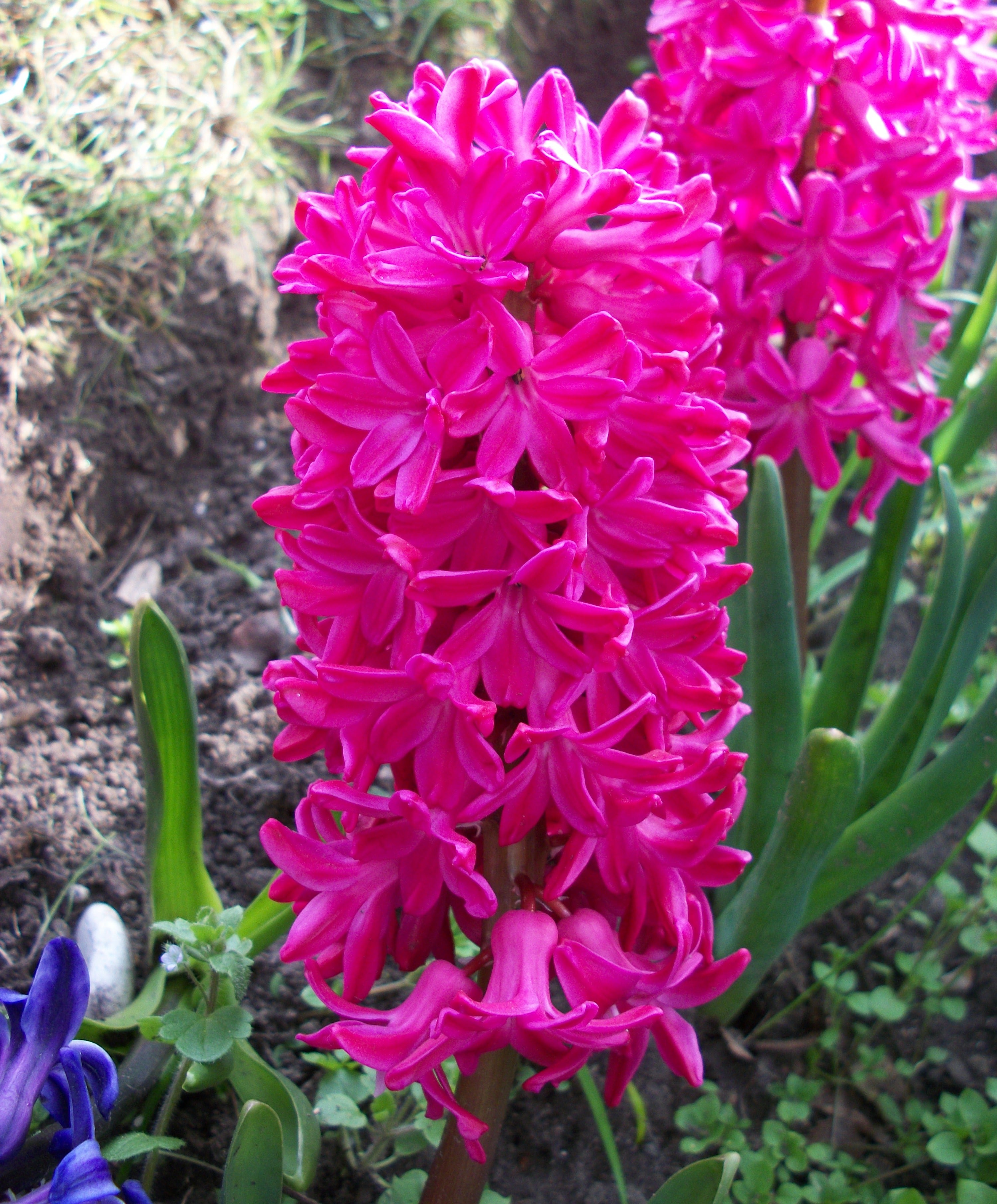 Hyacinth ‘Jan Bos’
