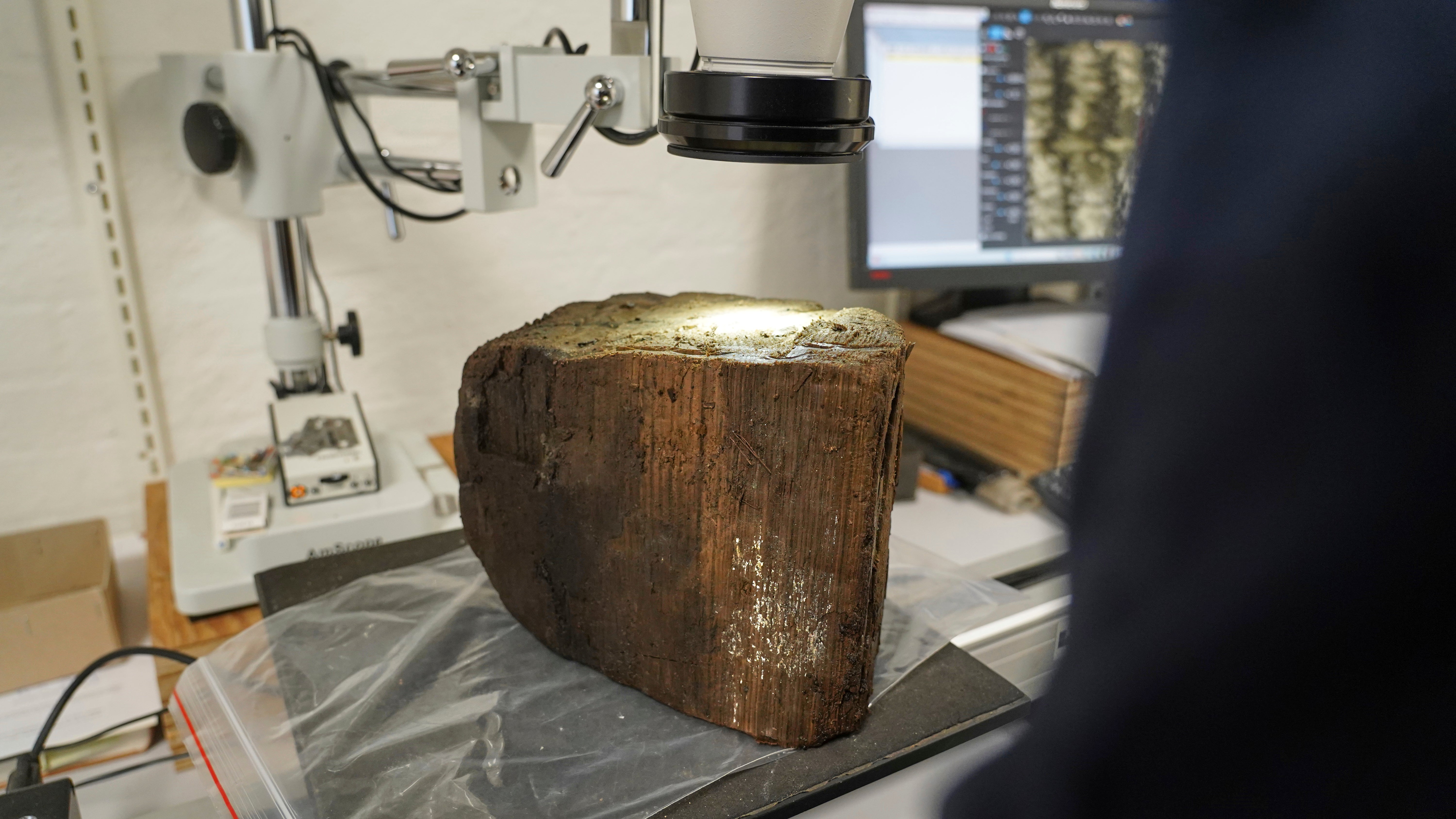 Submerged tree stumps preserved in mud and sediment can be dated precisely, revealing when rising tides drowned coastal forests