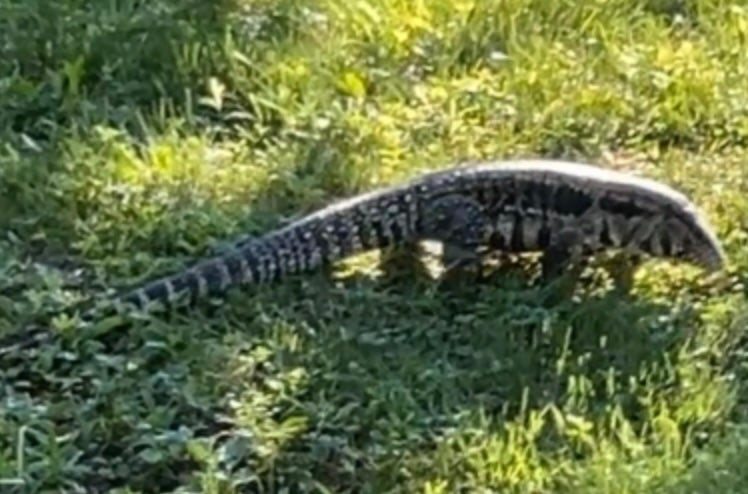 A 'large lizard' with the potential to 'lash out' is on the loose in a Maine town, police have warned