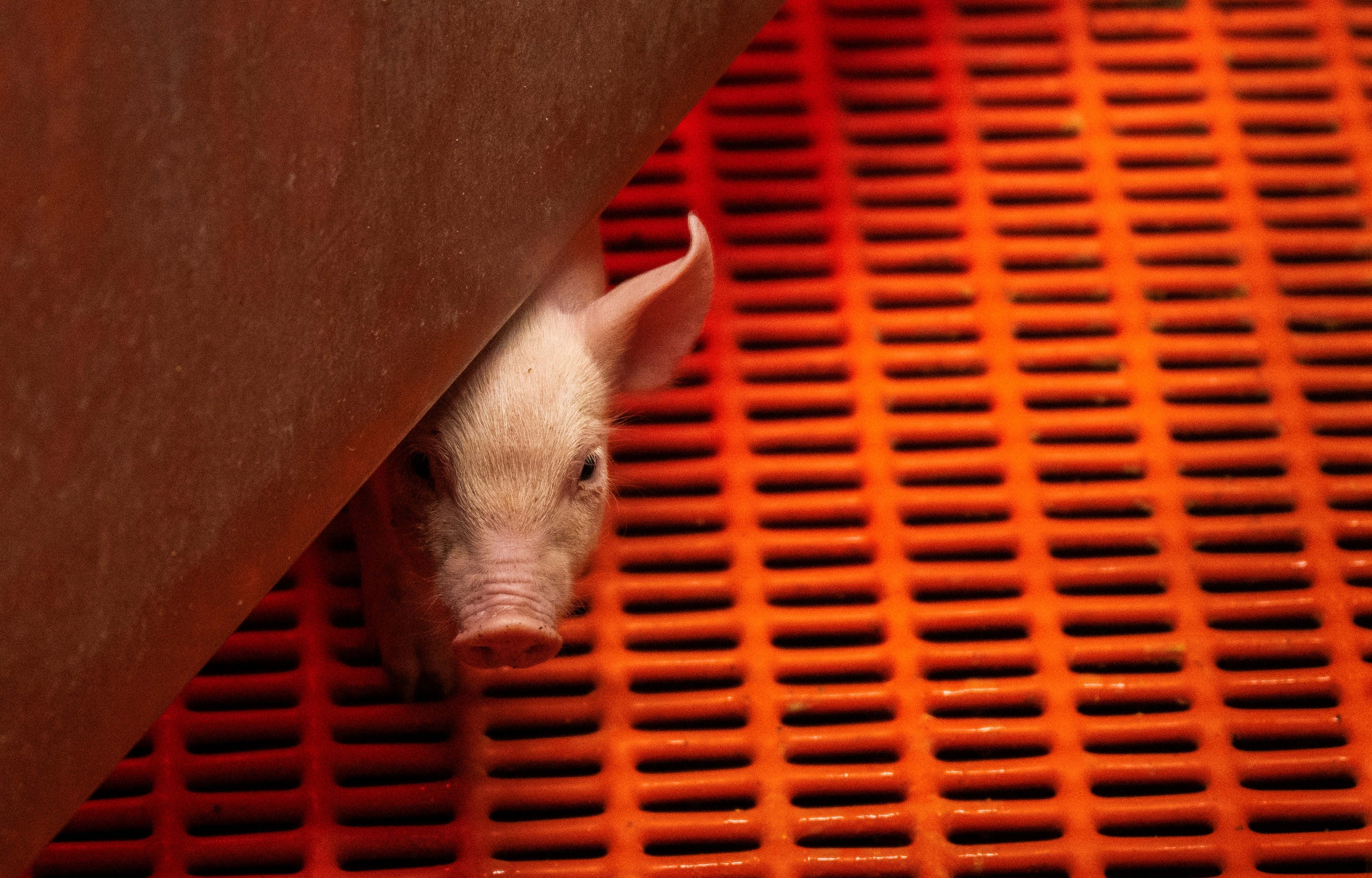 A genetically altered pig looks out from a warming box in its pen at Revivicor research farm in Virginia, US