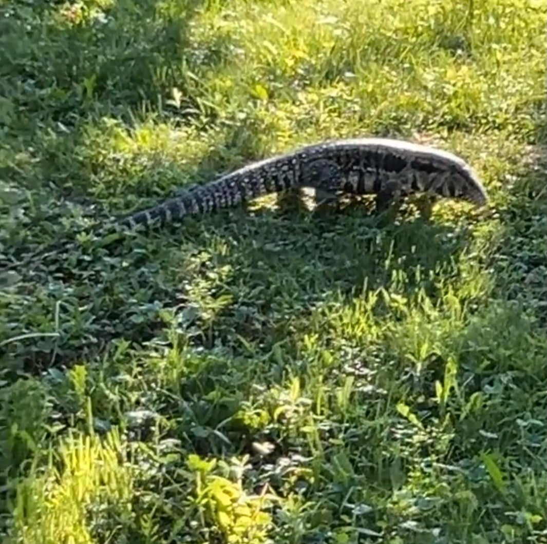 A 'large lizard' with the potential to 'lash out' is on the loose in a Maine town, police have warned