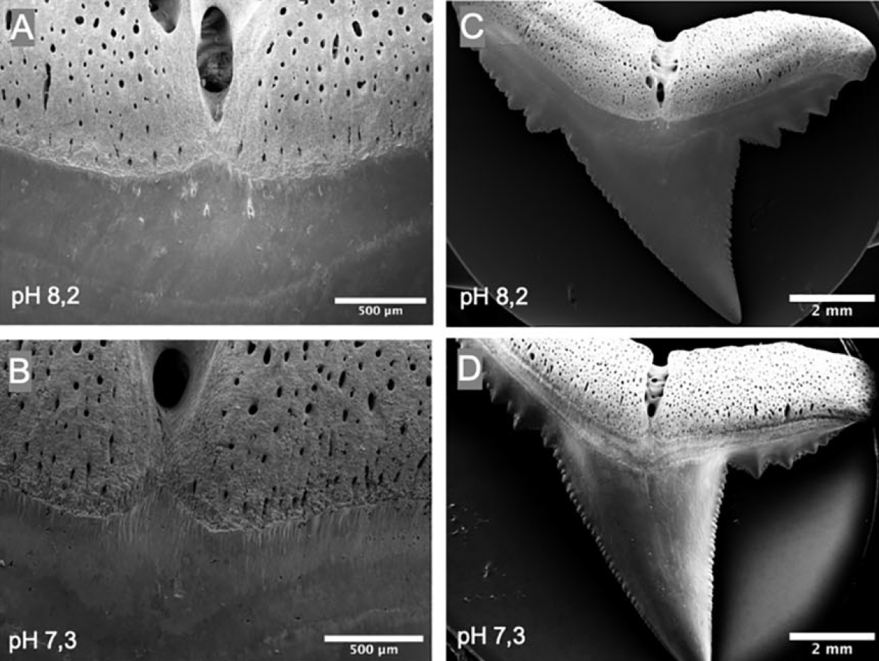 Microscopic images show corrosion in Blacktip reef shark teeth at different pH levels. More damage is visible in teeth kept in acidic water with pH 7.3 and compared with normal seawater with pH 8.2.