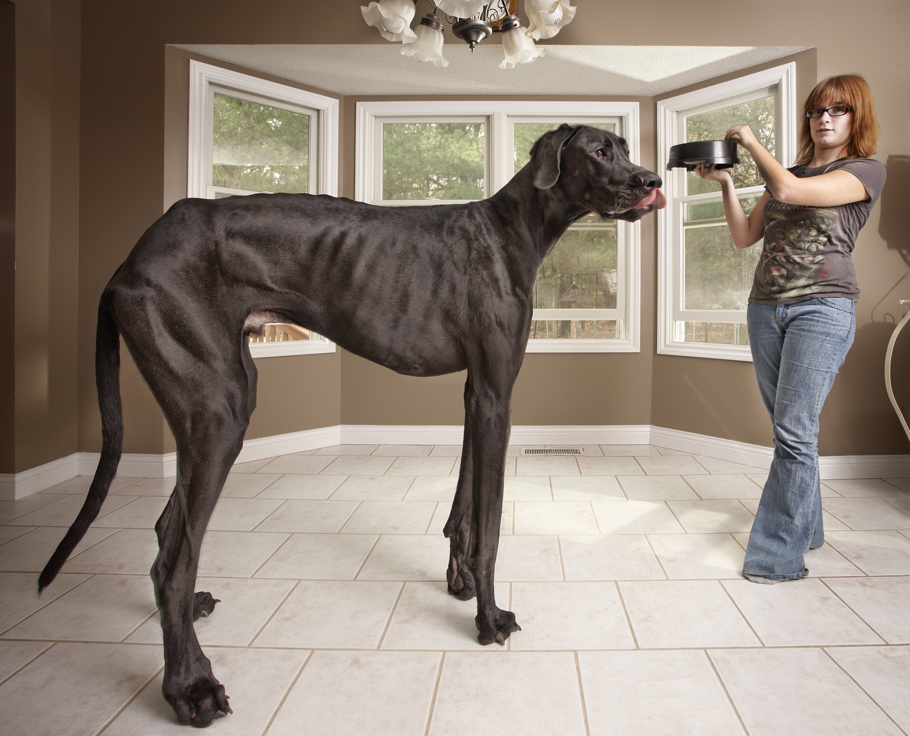 Zeus holds the record for the tallest dog