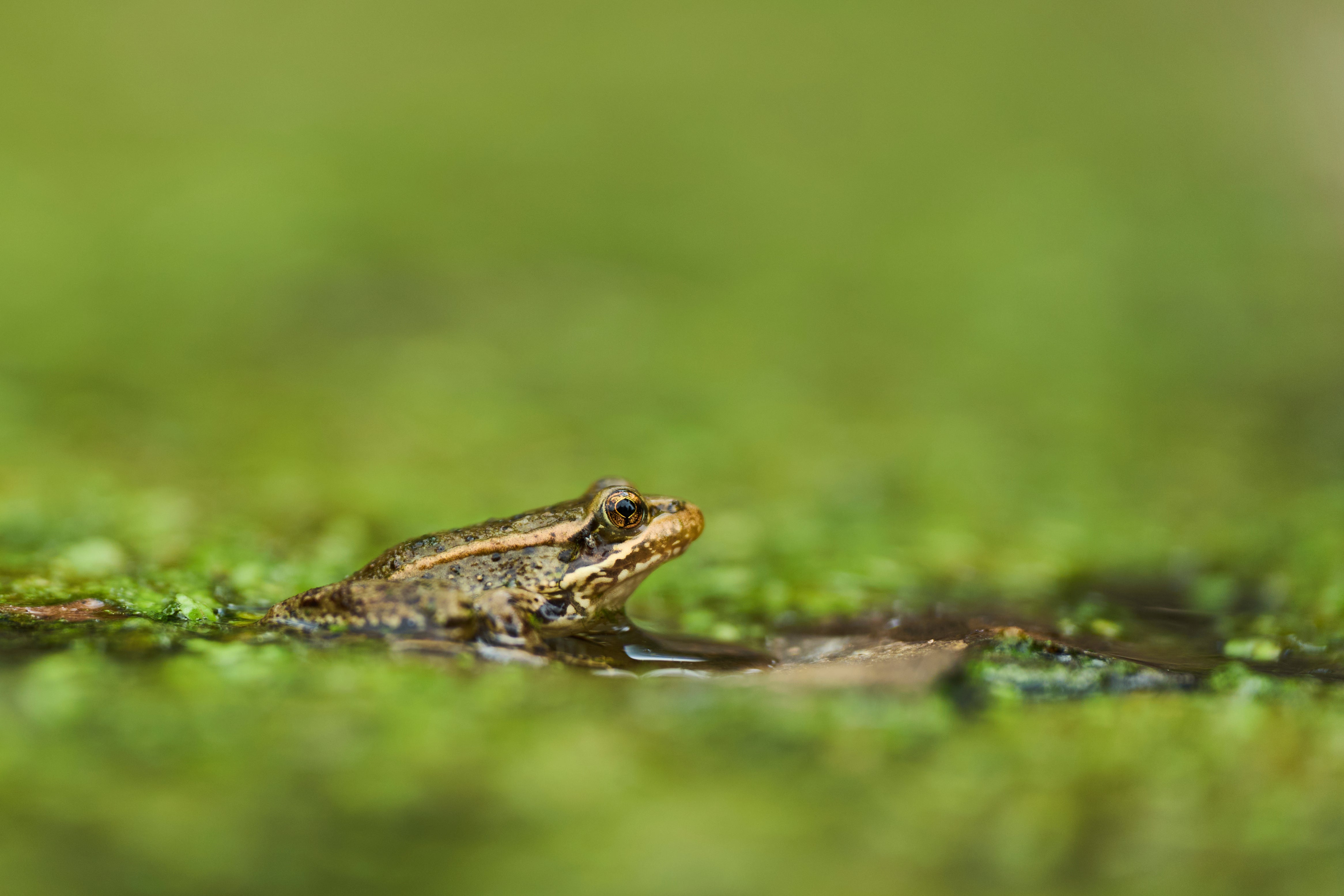 A red-legged froglet peeks out in a restoration pond that is part of a cross-border effort to bring back the native species in both Baja California, Mexico, and Southern California