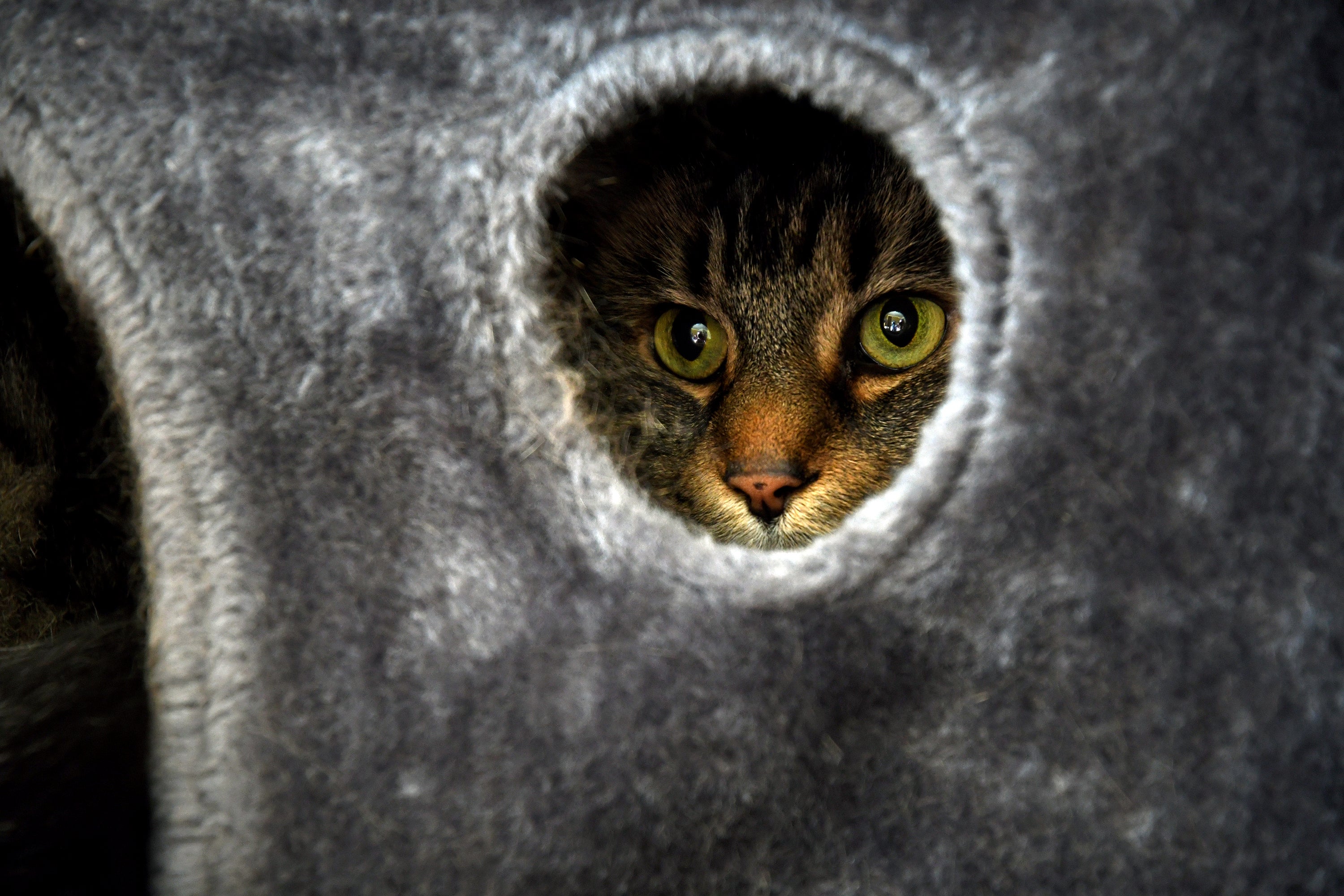 Be Well-Education-Pet-Friendly Dorms