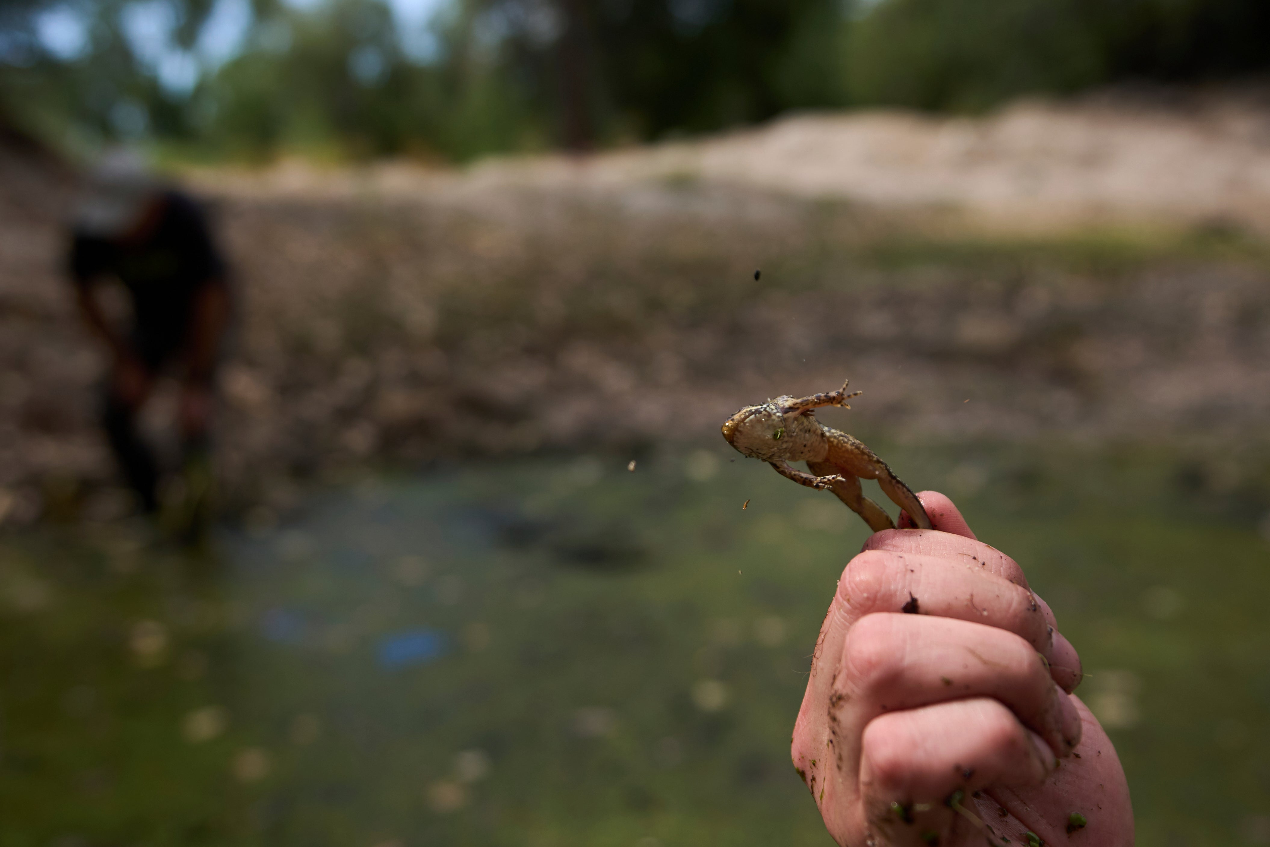 US Mexico Binational Frogs