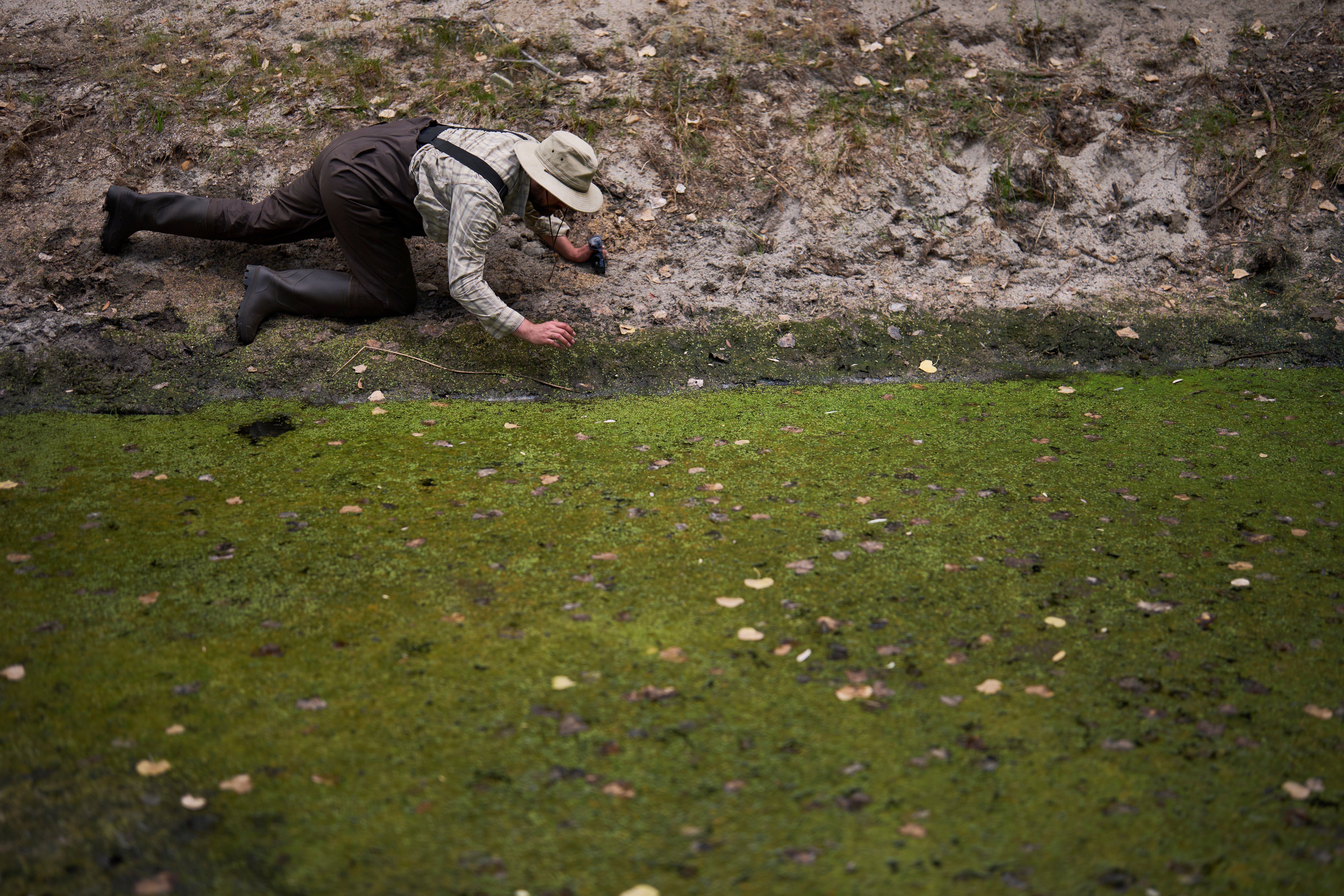 Herpetologist Bennet Hardy reaches for a red-legged froglet in a restoration pond