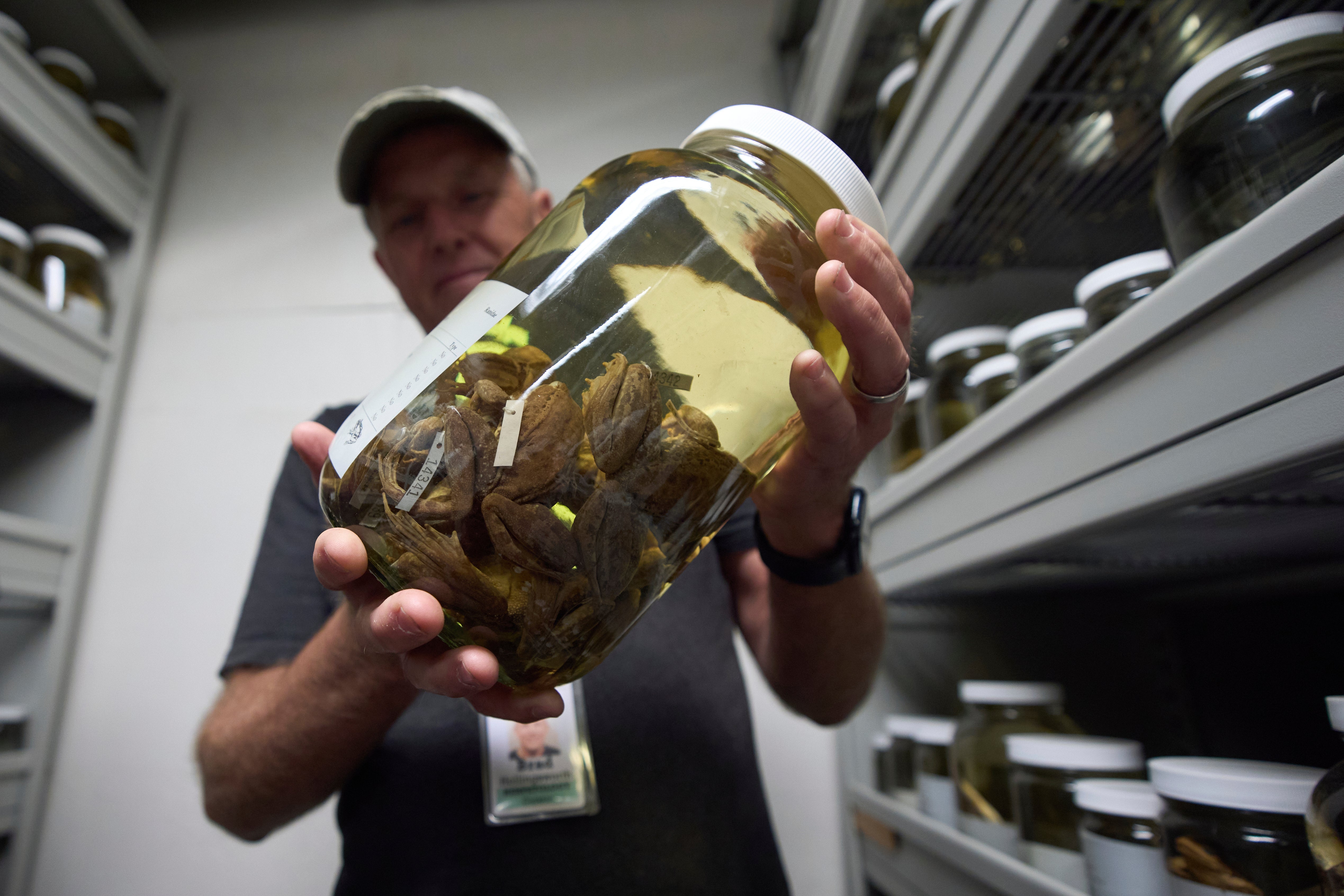 Herpetologist Brad Hollingsworth holds a container of red-legged frogs, part of the collection at the San Diego Museum of Natural History