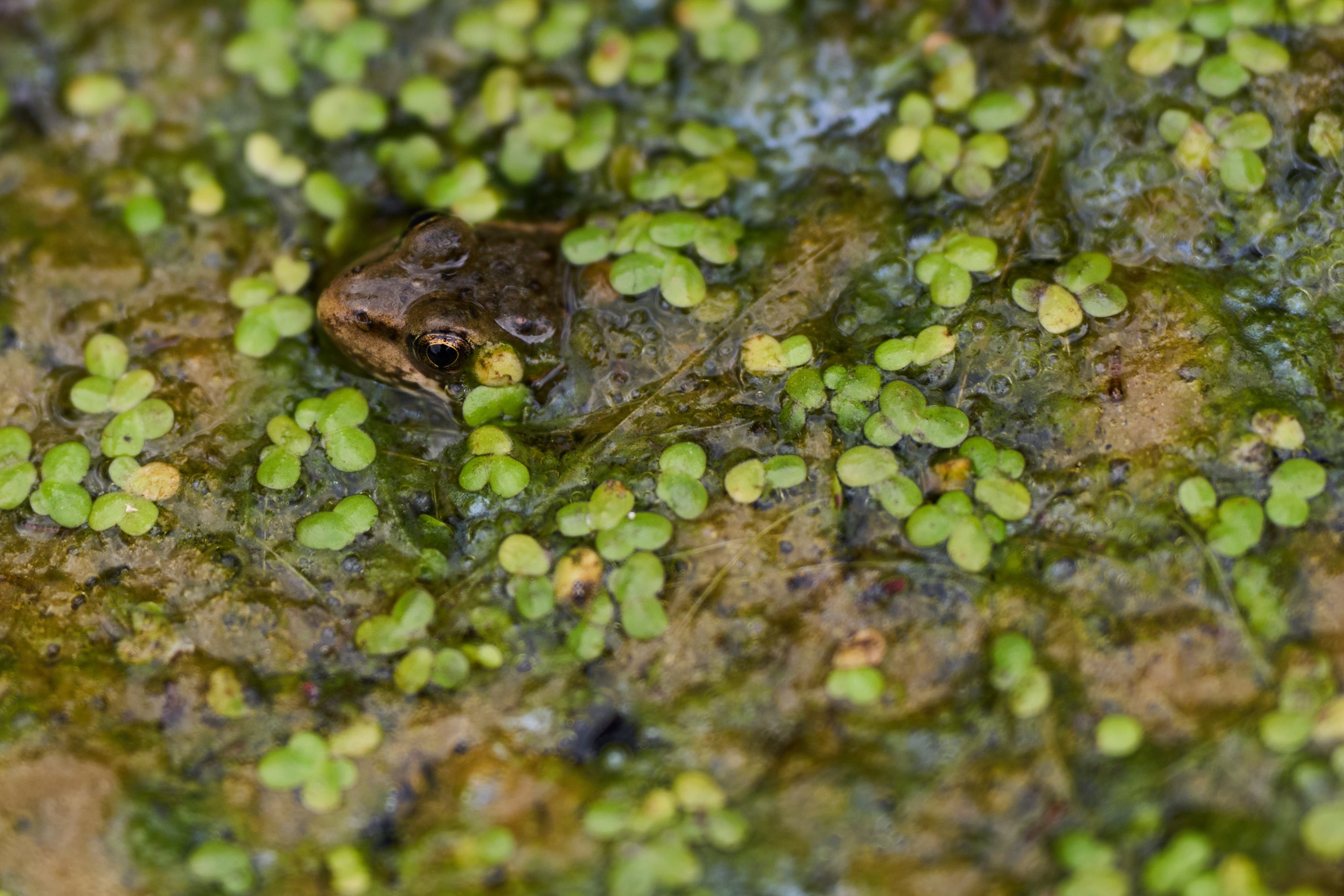 A red-legged froglet peeks out from a restoration pond