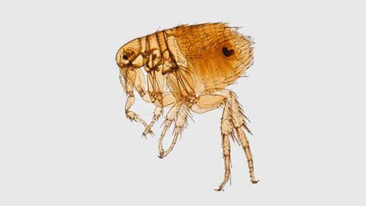 Plague is often spread through the bites of infected fleas or animals. Health officials says people should always use insect repellent to avoid exposure