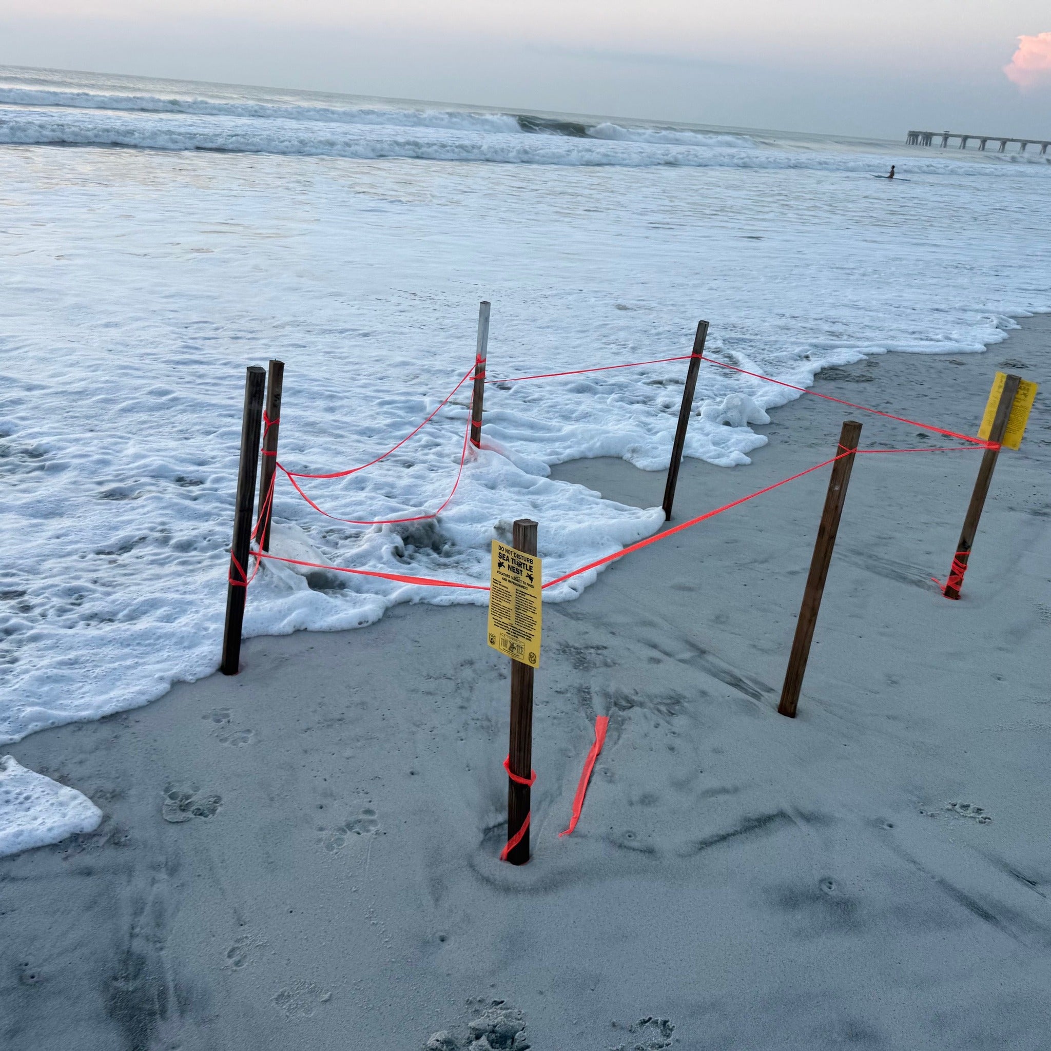 The sea turtle nest in Atlantic Beach, Duval County, Florida