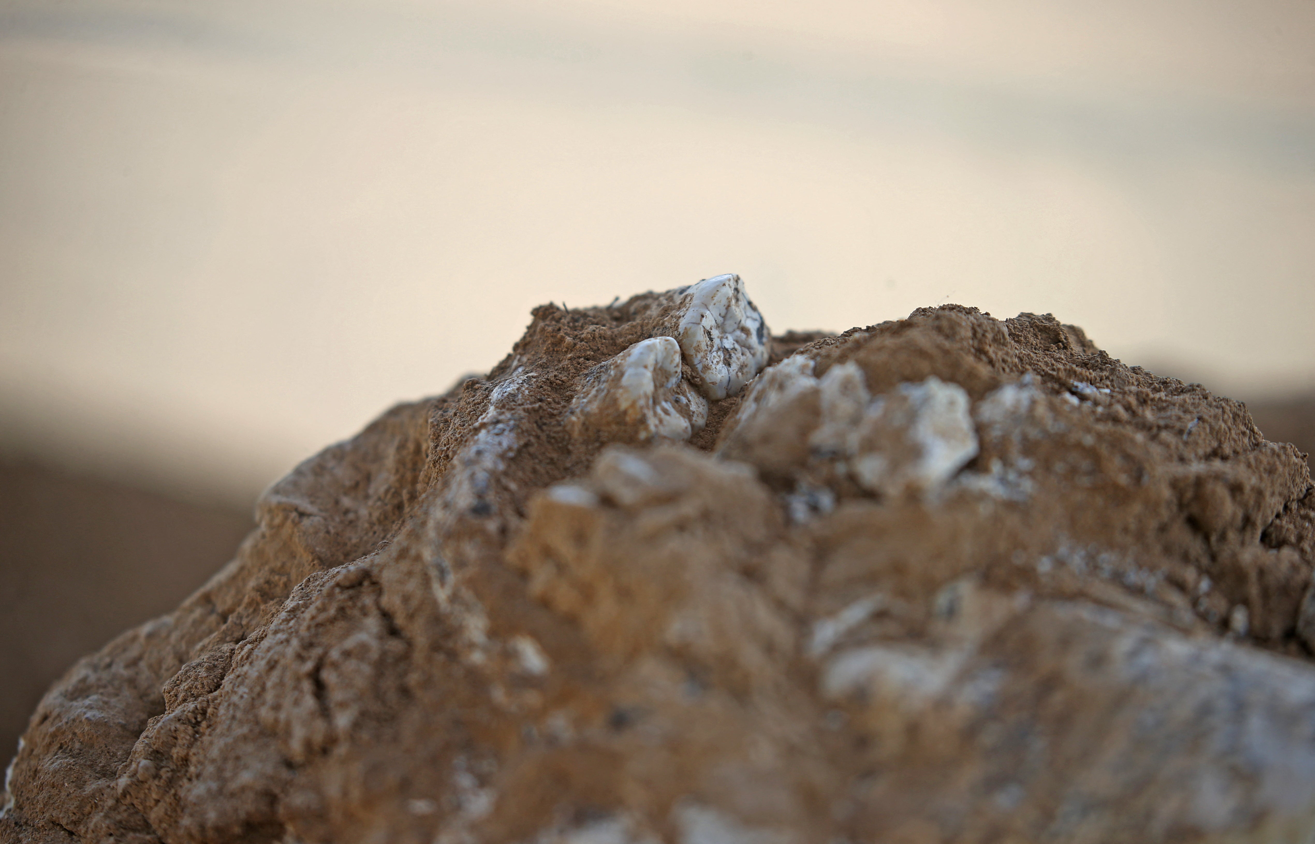 A 1.8-million-year-old lower jawbone found at the excavation site in Kvemo Orozmani, Georgia
