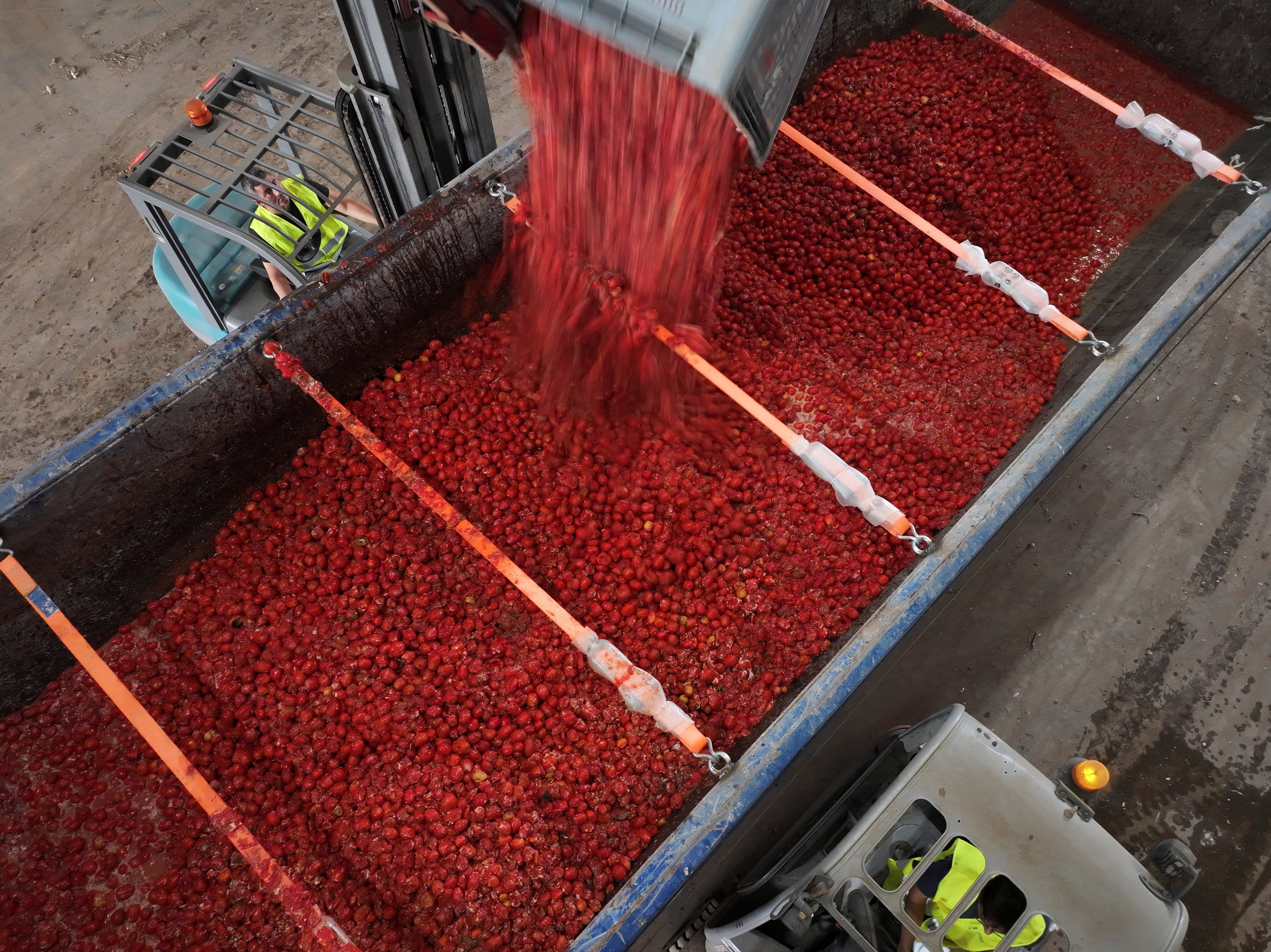 This year’s tomatoes, which are grown specifically for the festival, came from Don Benito, a town more than five hours away