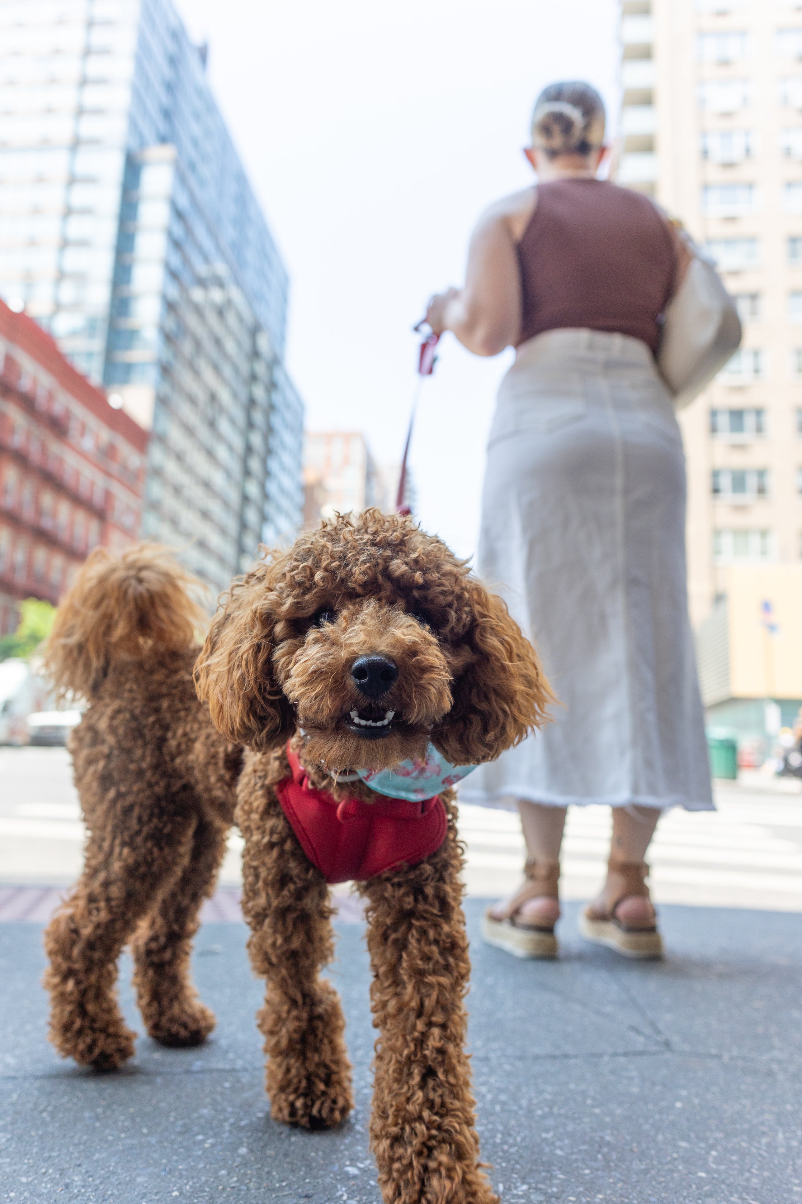 Essential dog expenses currently cost an average of $1,533 annually, according to Forbes