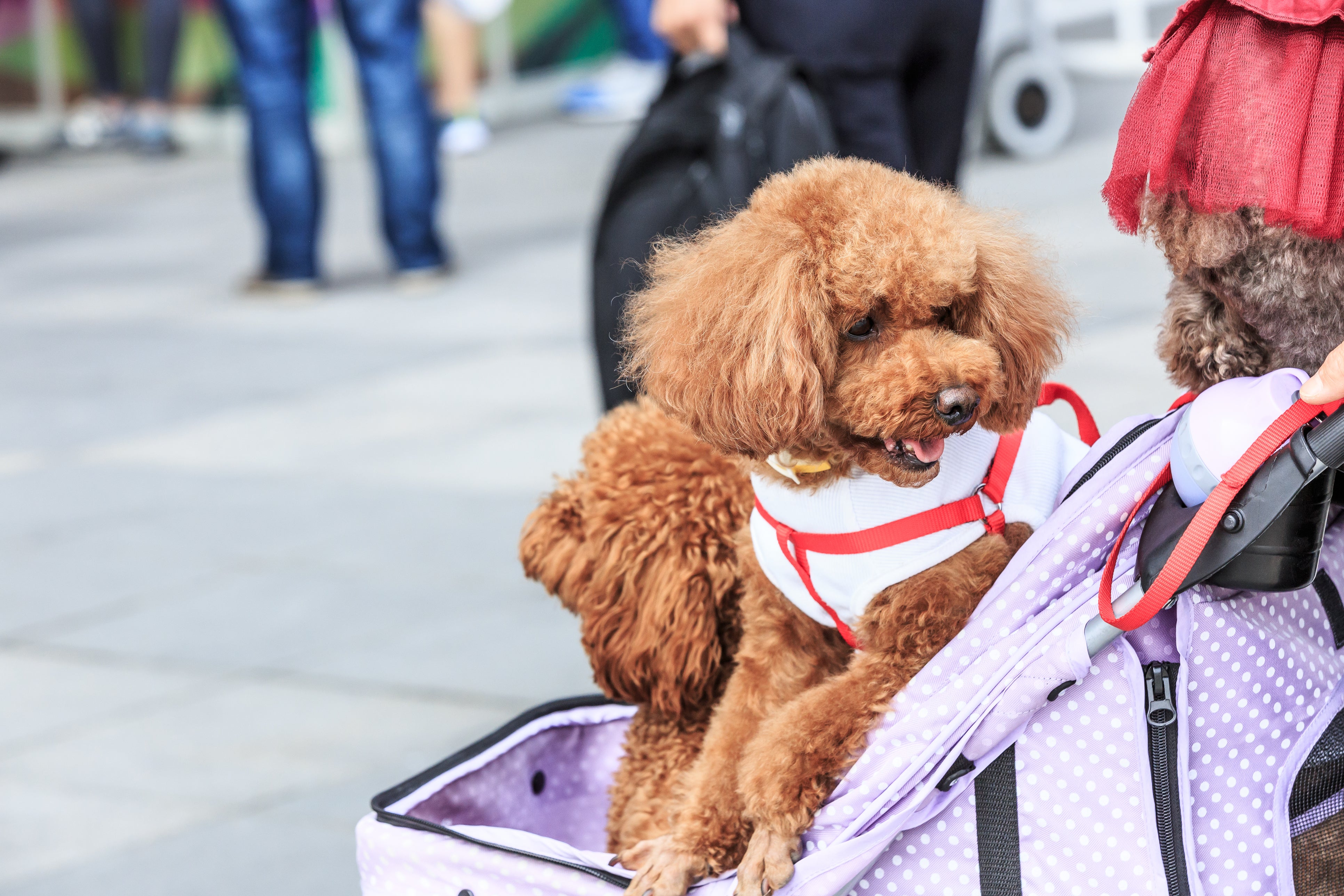 Analysis by Forbes Advisor found that 42 percent of dog owners got their pets from a store, while 38 percent found their furry friends at an animal shelter or rescue. The outlet added that essential dog expenses currently cost an average of $1,533 annually.