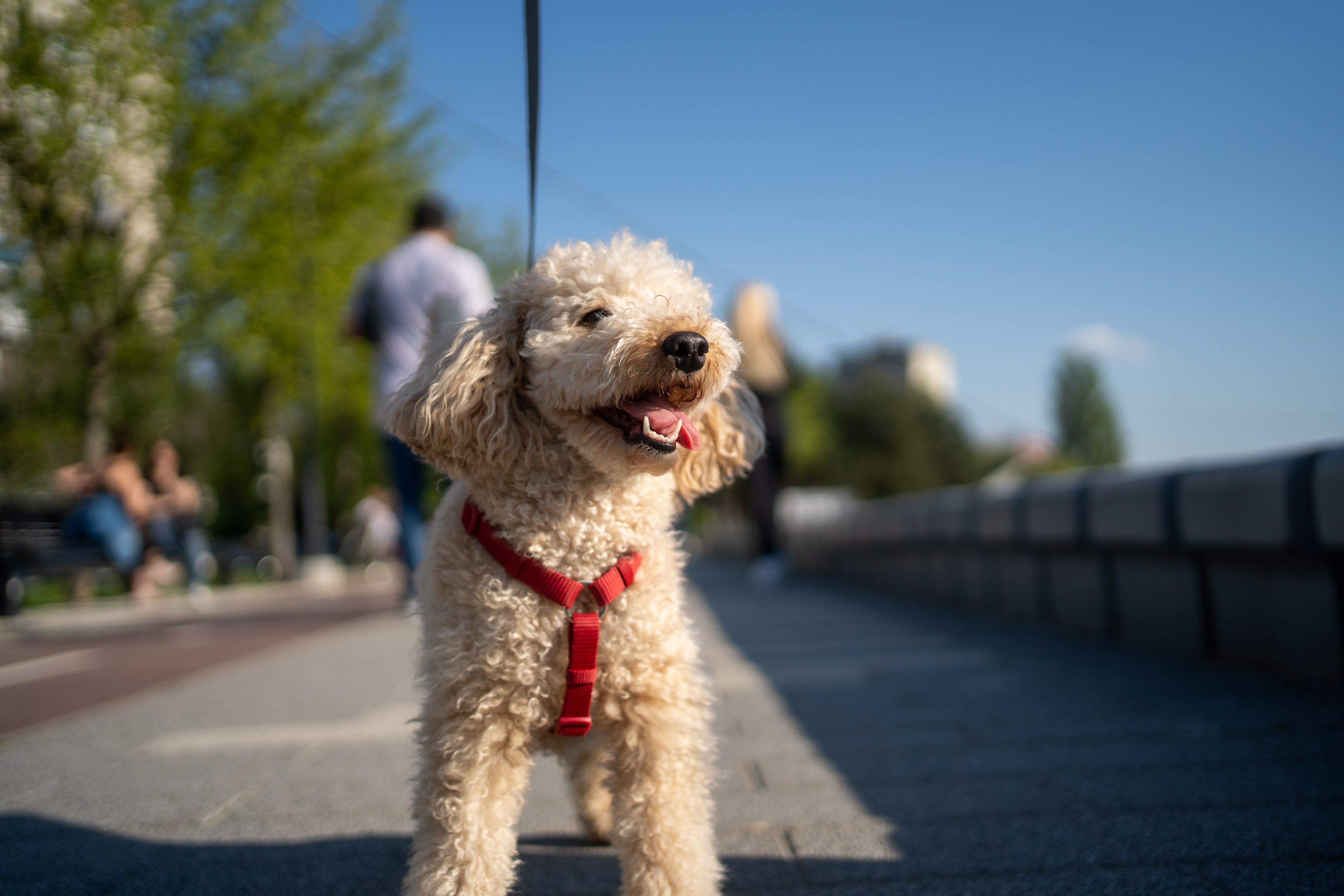 Spending time with dogs has been proved to reduce biological ageing in women