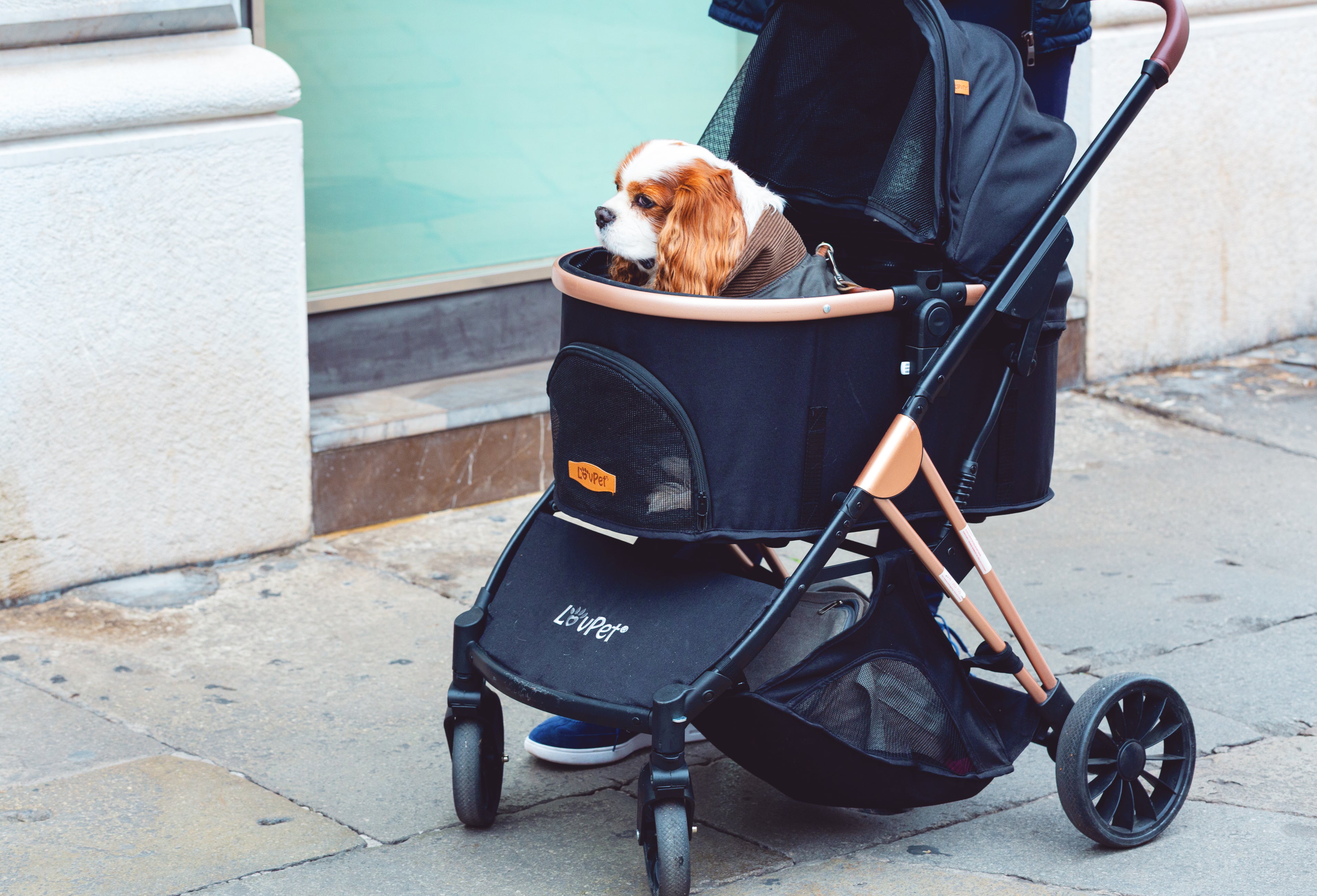 Adorably, the most important deciding factor when choosing a furry friend is loyalty, with 67 percent of respondents listing it as the most desired personality trait or characteristic