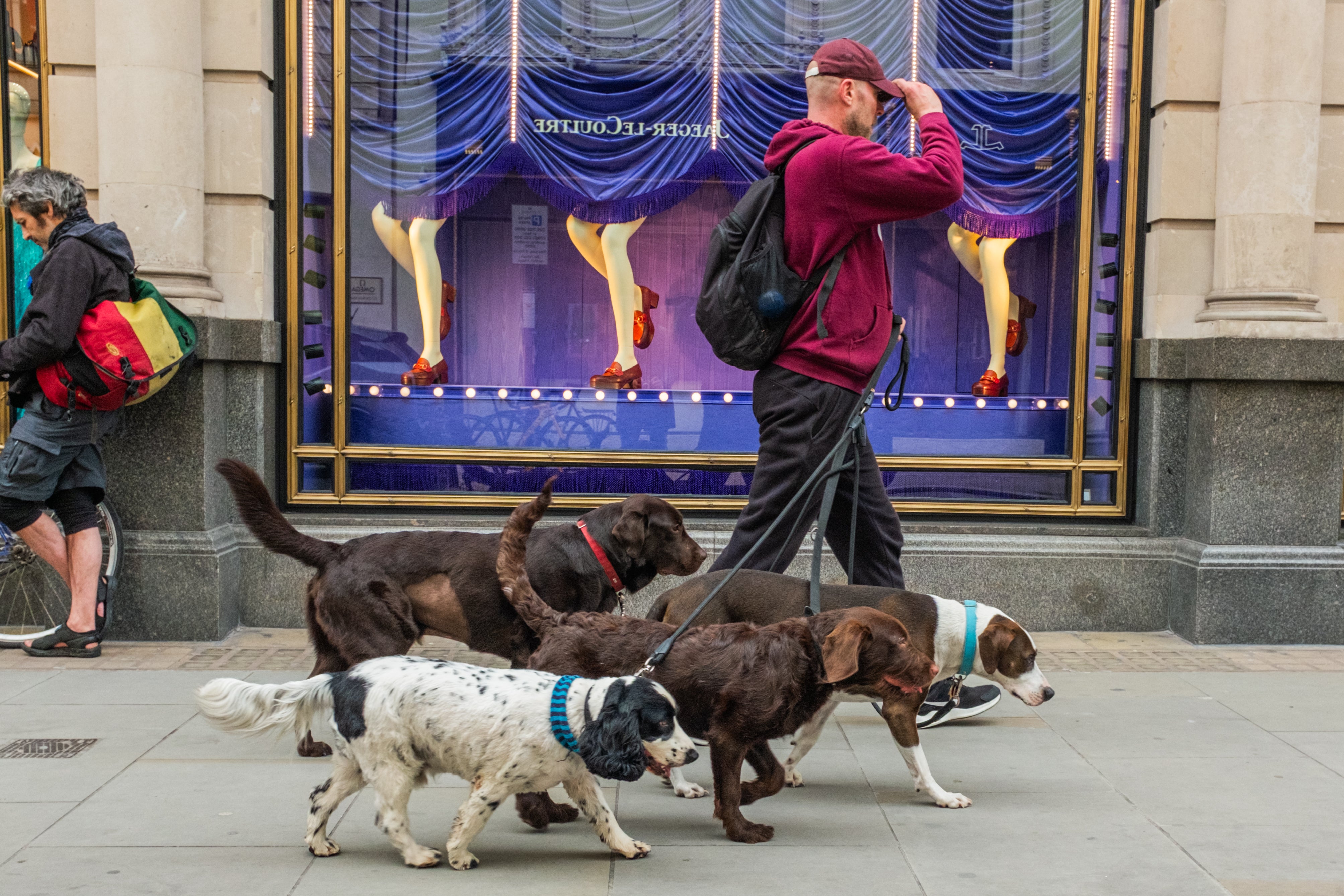 Dogs remain well and truly man’s best friend in the U.S., with 65.1 million American households owning a canine friend, but the big question remains – which breed is our favorite?